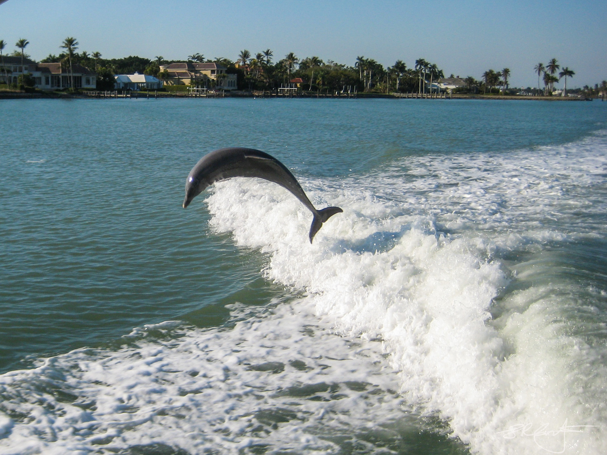 Dolphin. Naples Bay.