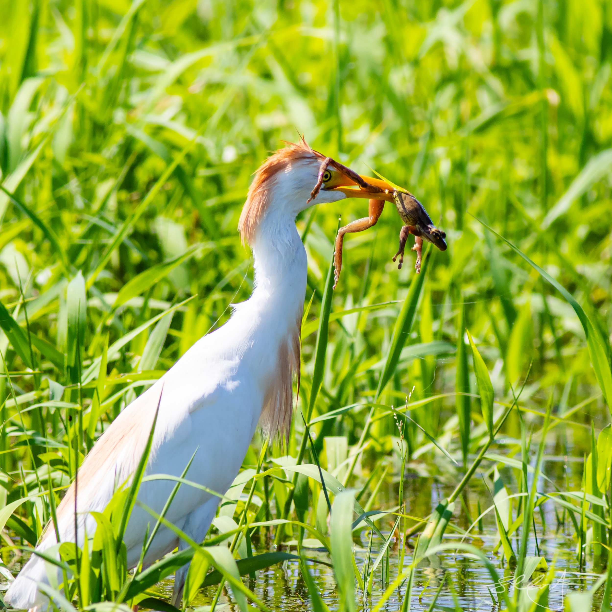 Cattle Egret, with a Frog.