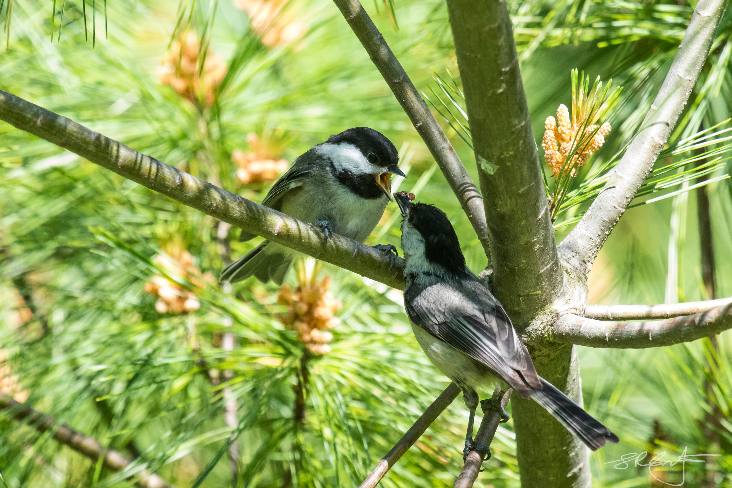 Two Black Capped Chick-a-dees