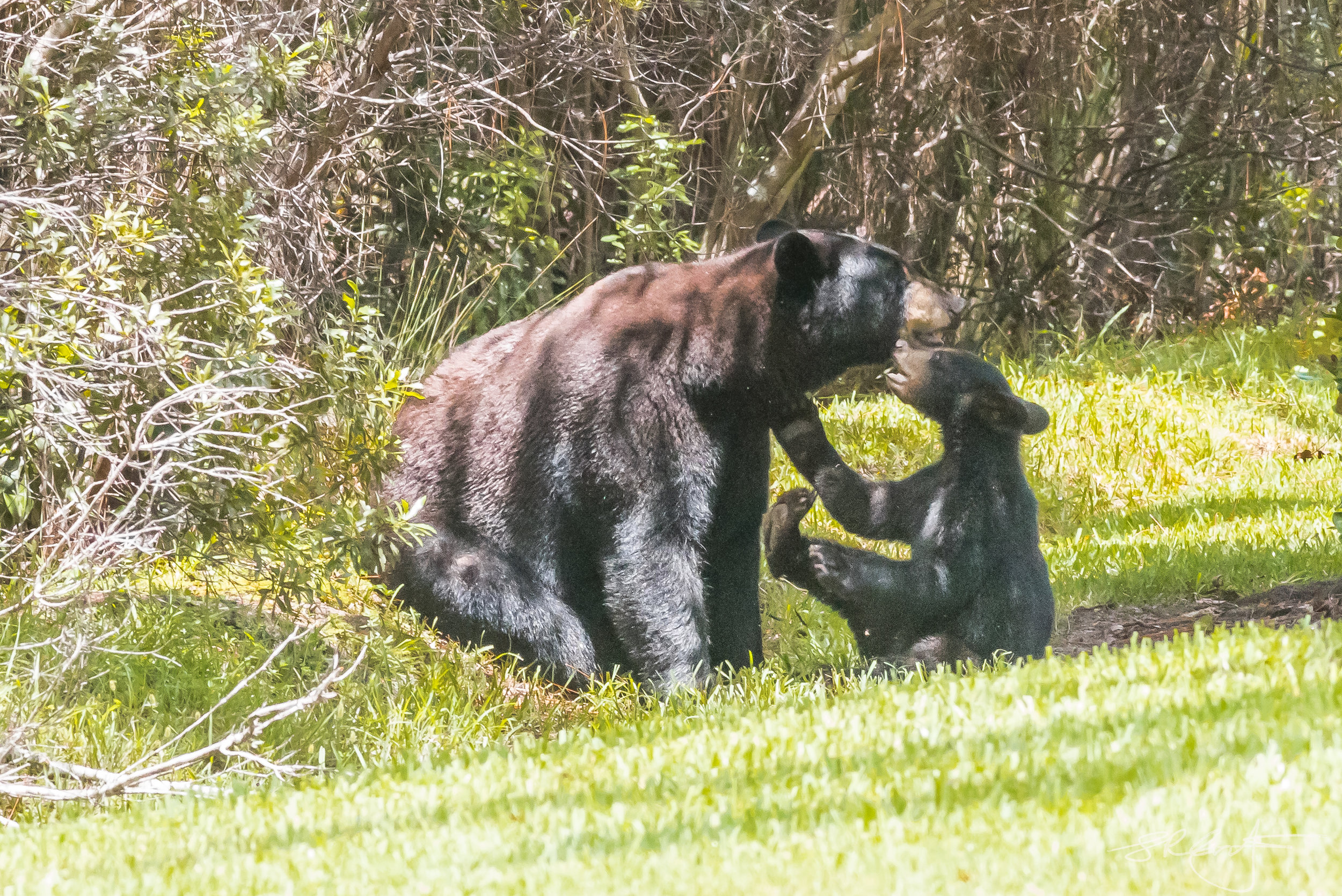 Black Bear Mammon's and Cub.  Right before the Eclipse.