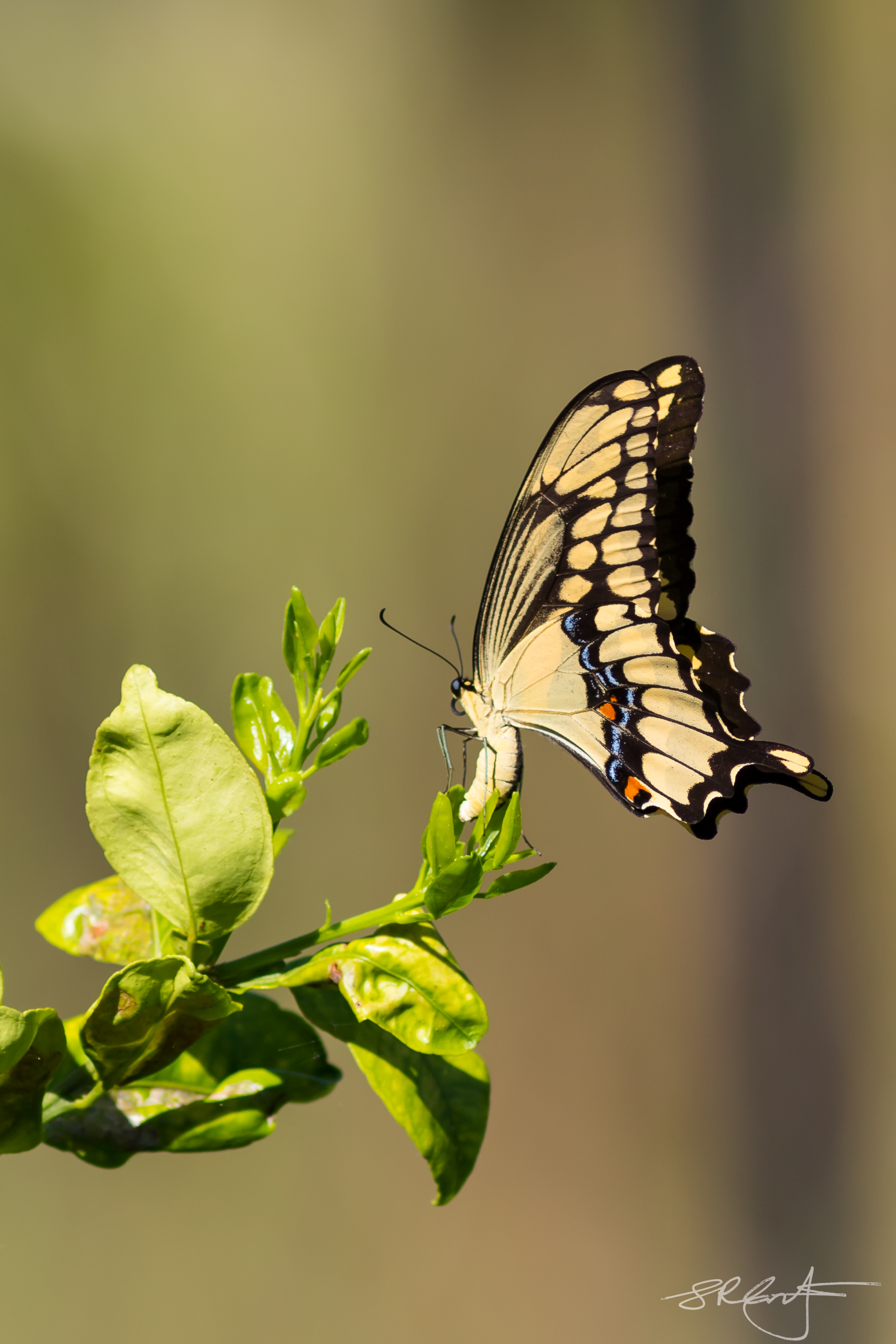 Giant Swallowtail  lands in Citrus Tree