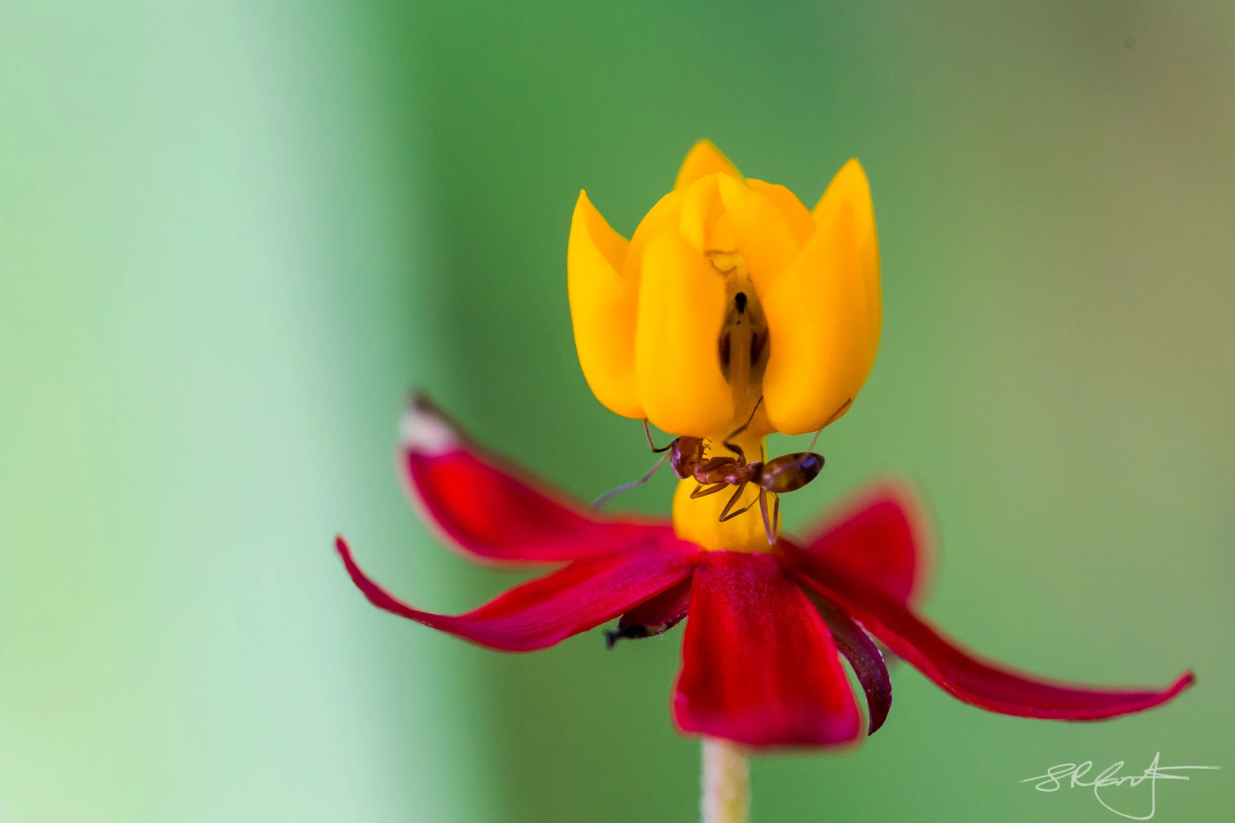Ant doing pushups on a Milkweed flower