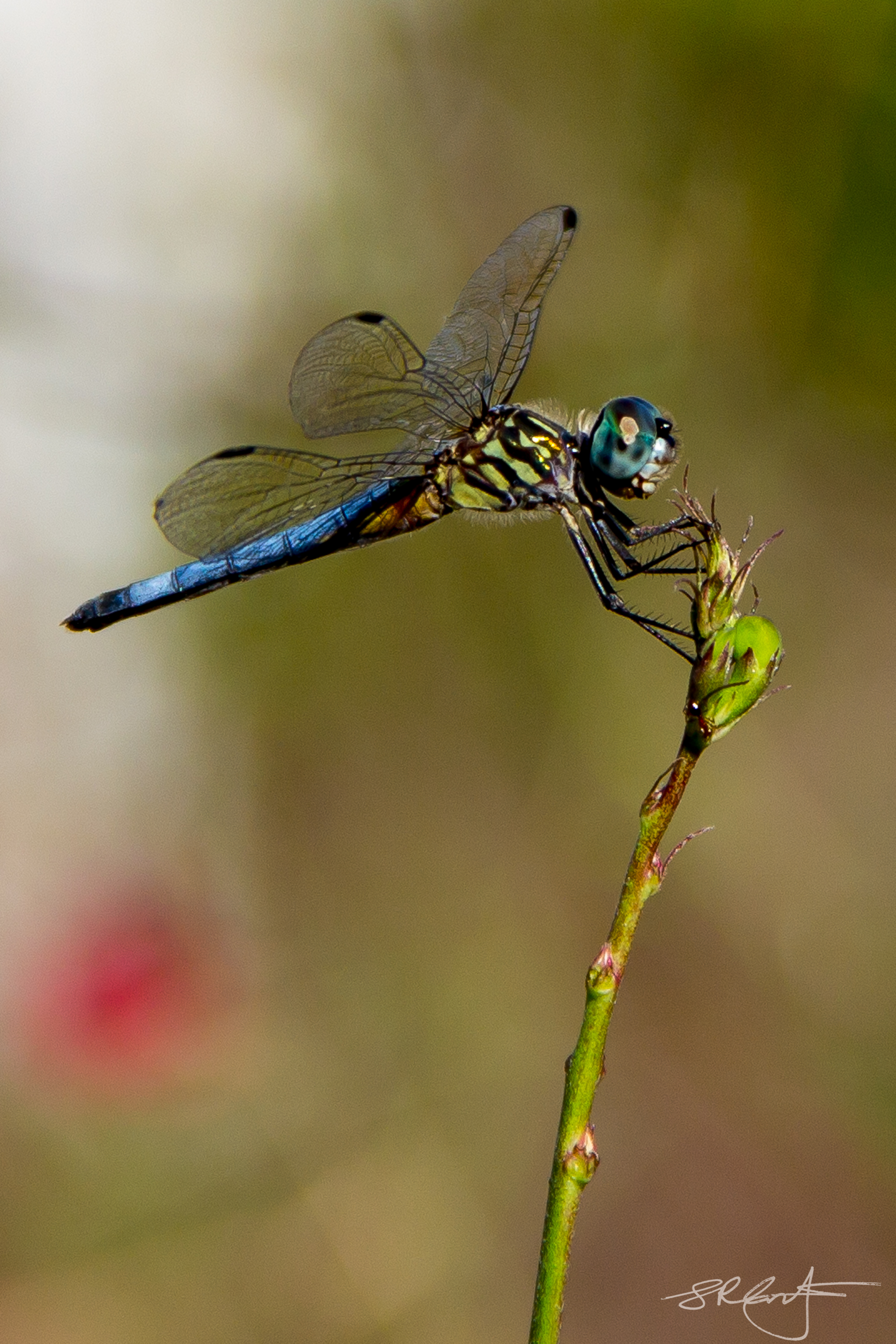 2015 11 01 Birds Dragonflies-8256.jpg