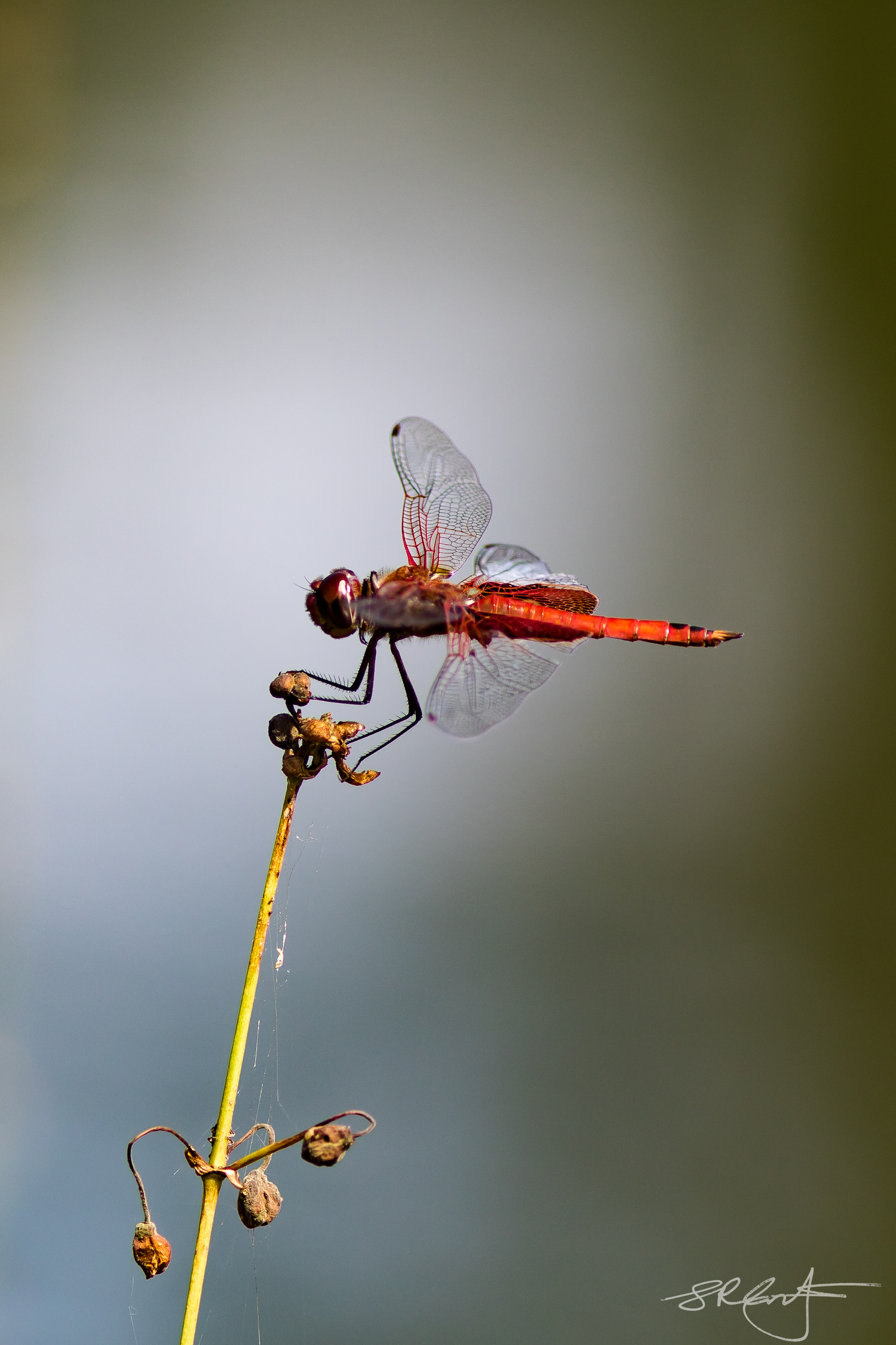 Red Saddlebag Dragonfly