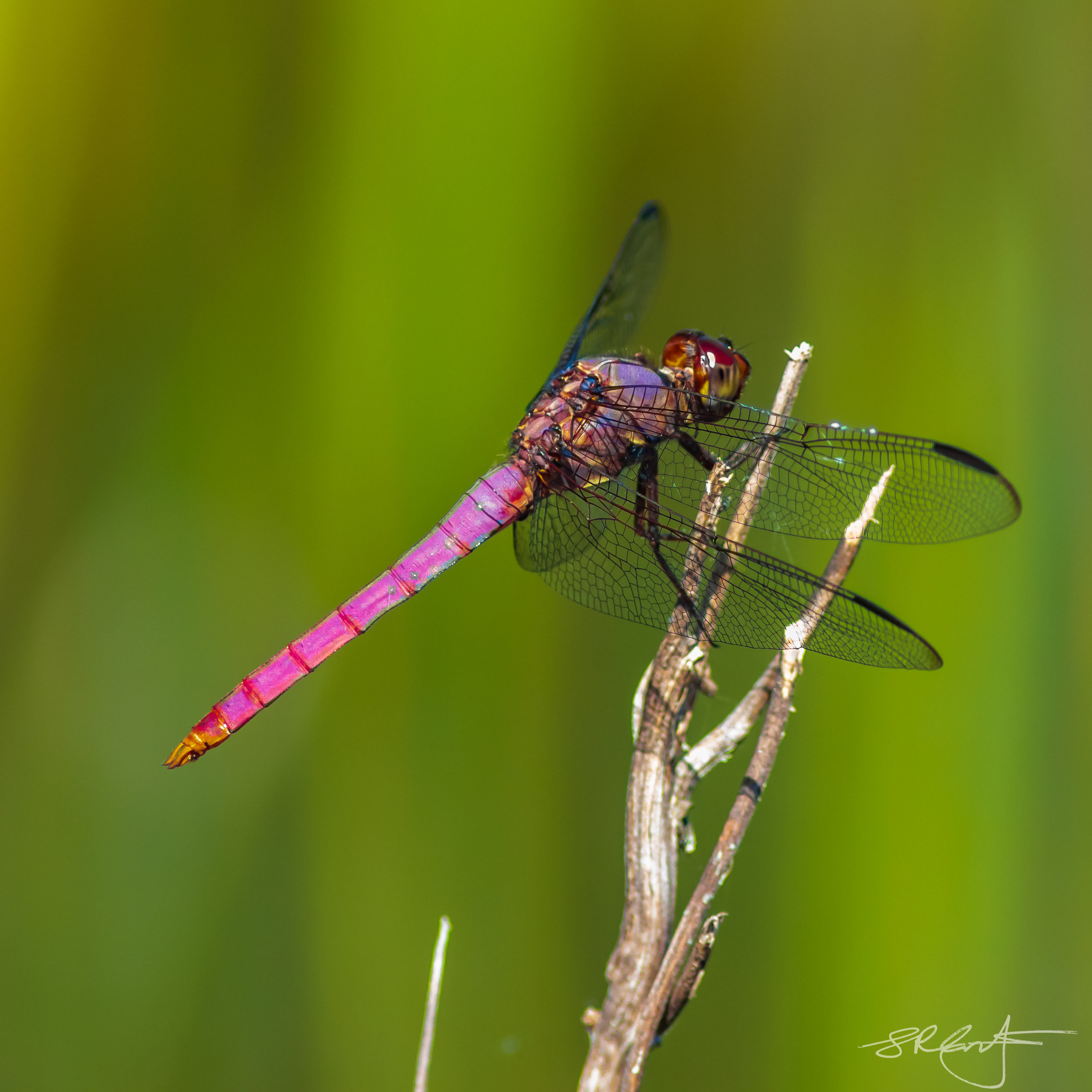 Violet Dragonfly