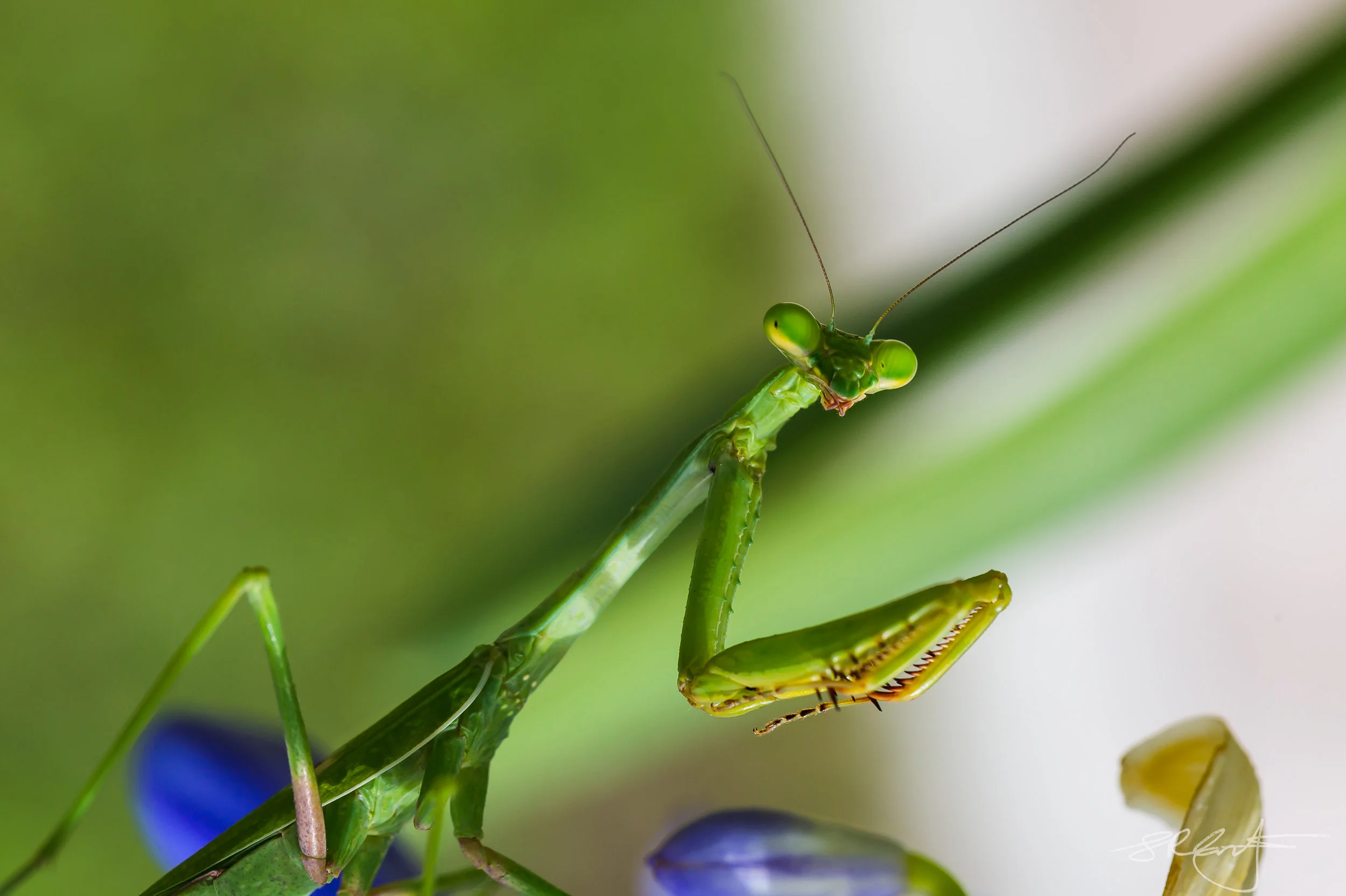 2017 06 08 Praying Mantis-8992.jpg