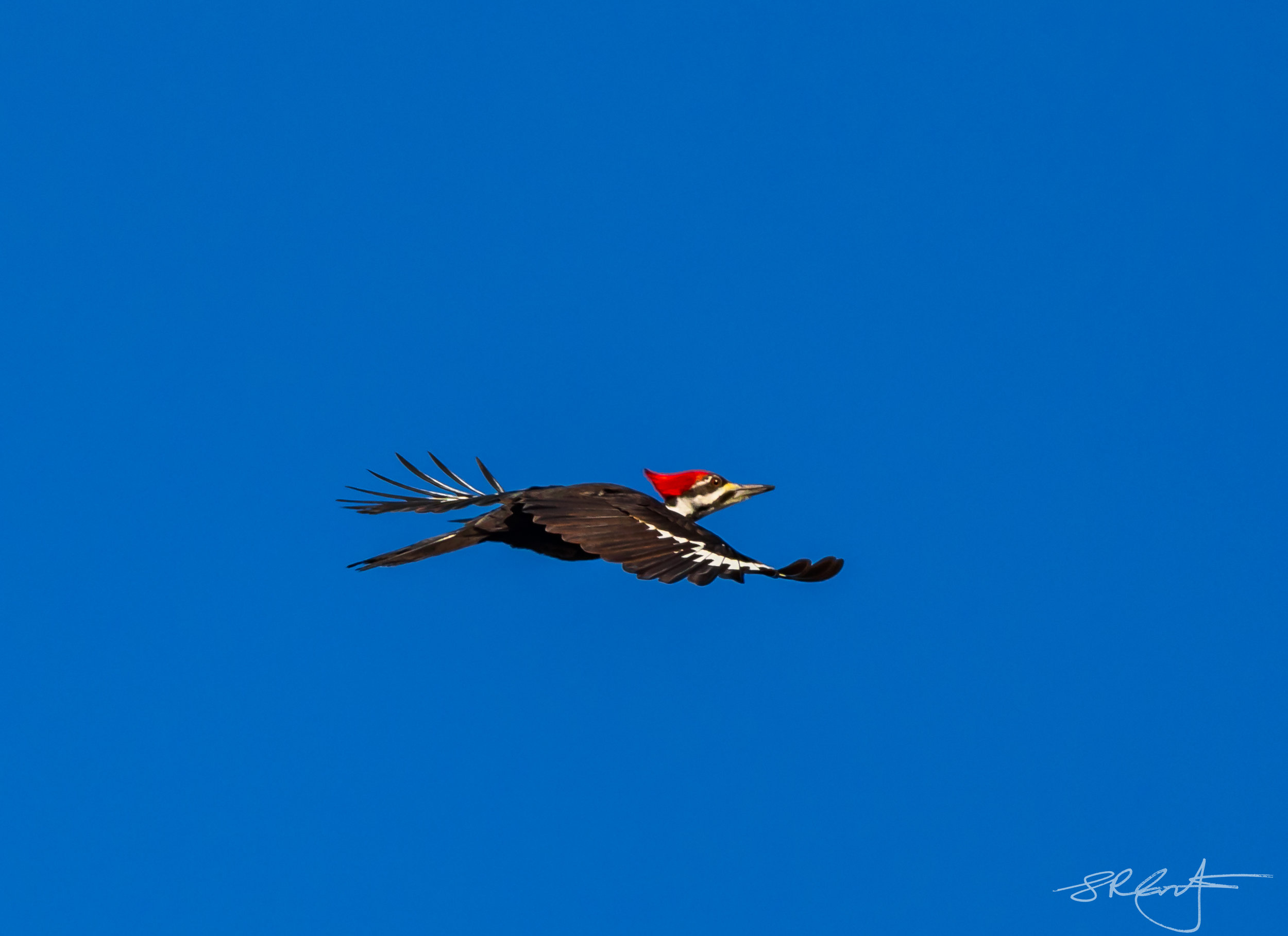 Pileated Woodpecker in flight.