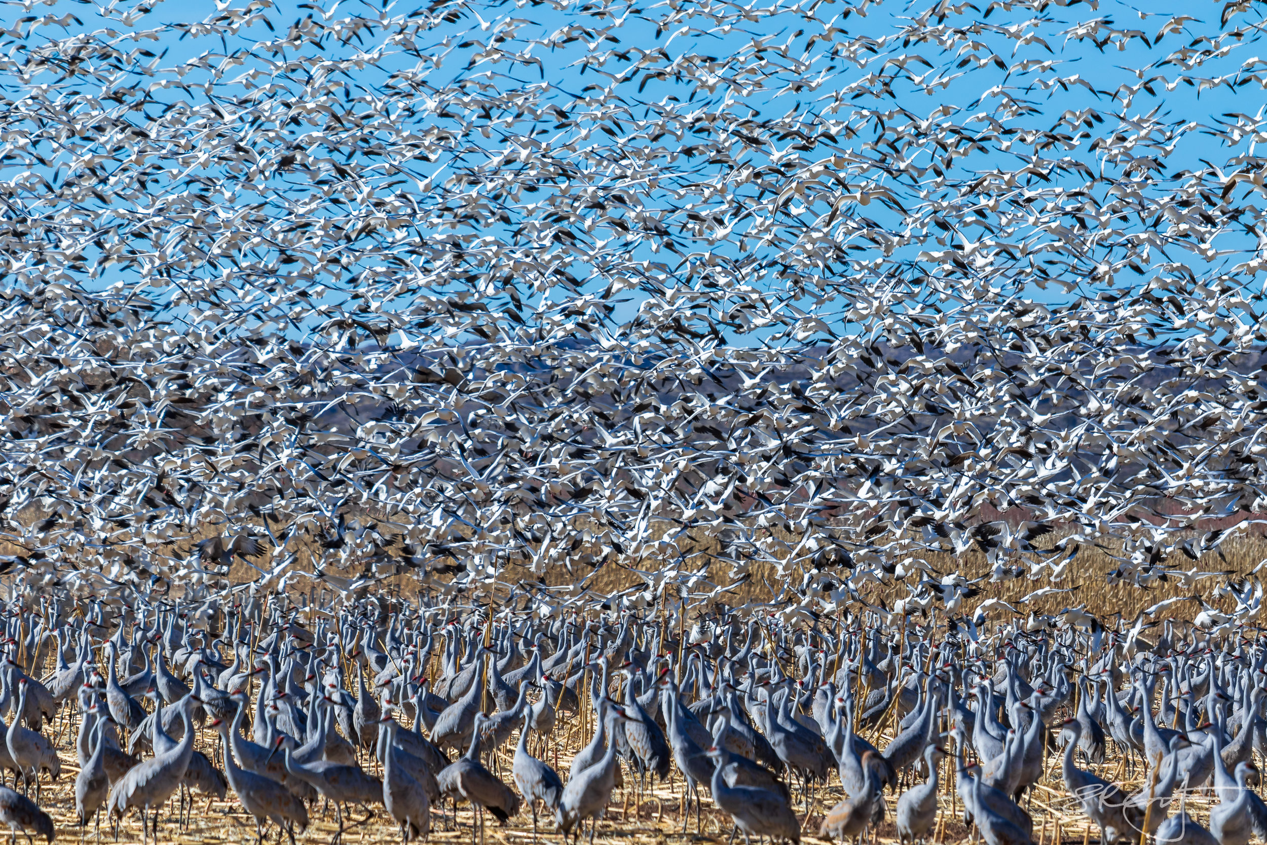 The Geese react, the Cranes keep calm.