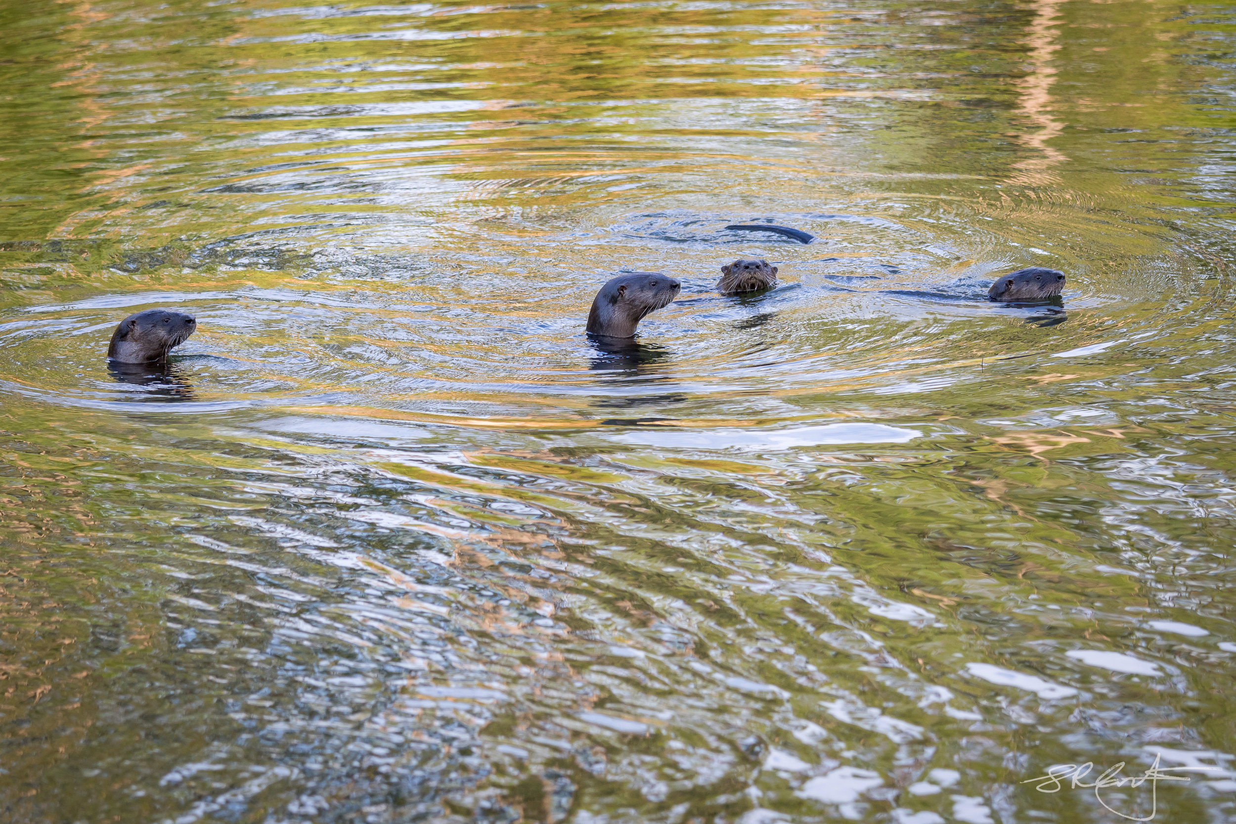 Four Otters in our Pond