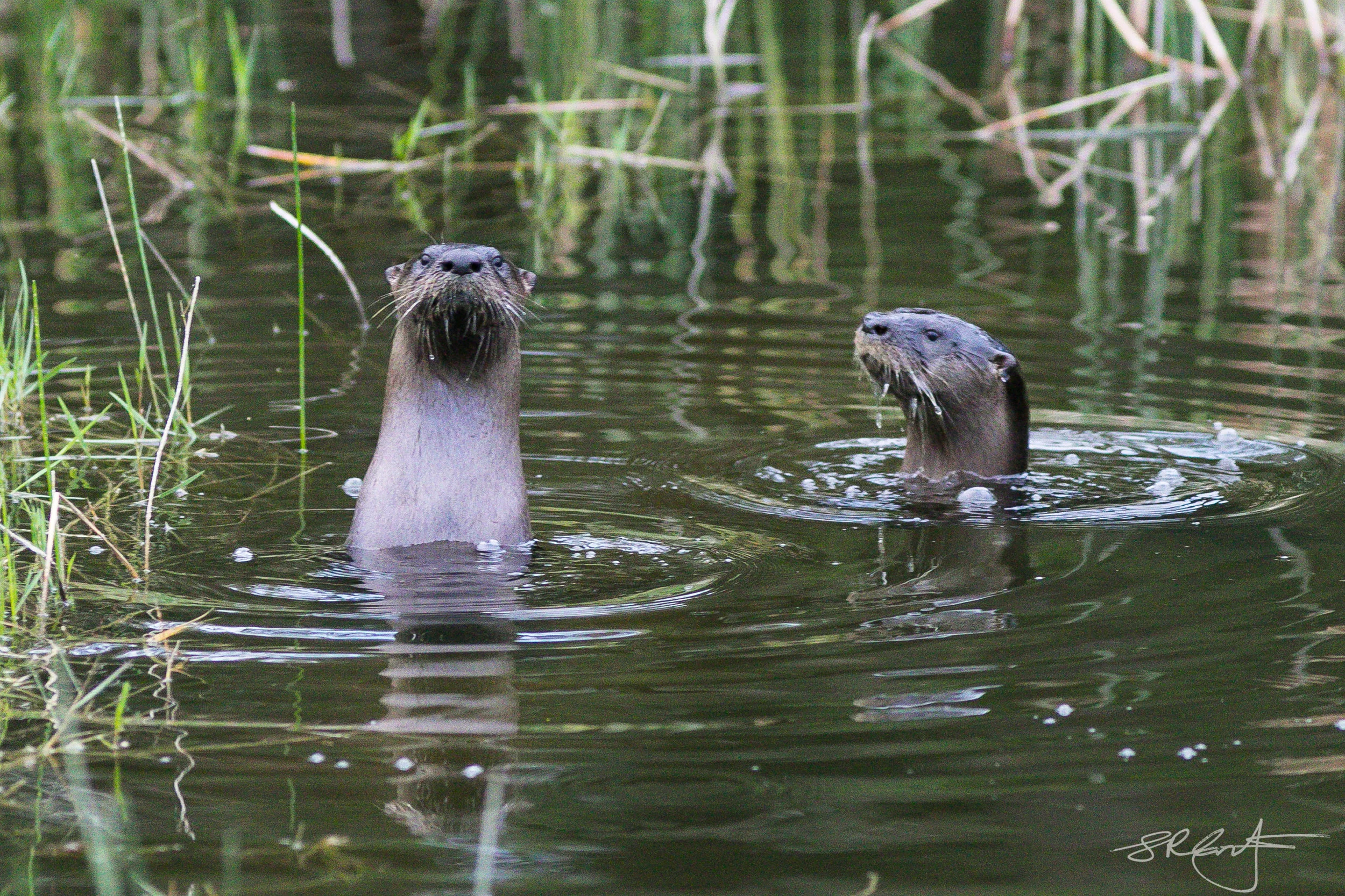 River Otter