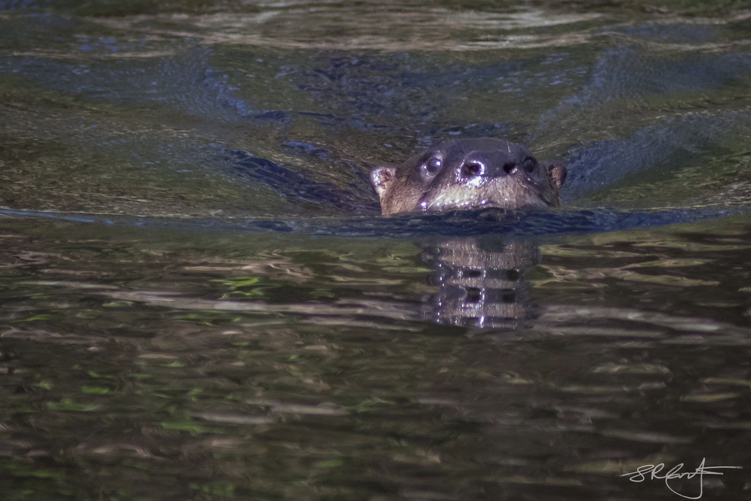 River Otter