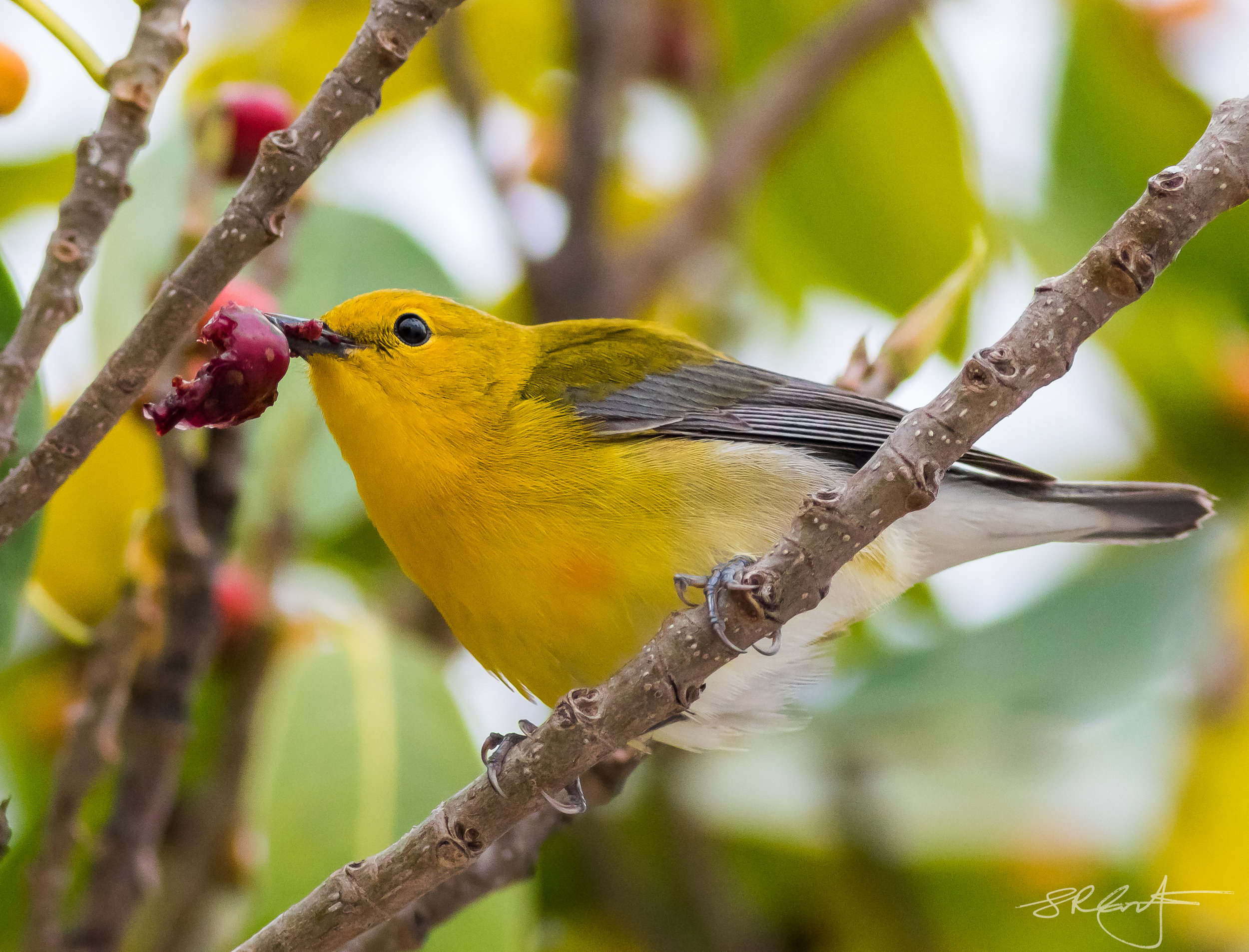 Prothonotary Warbler, Point Ybel Lighthouse