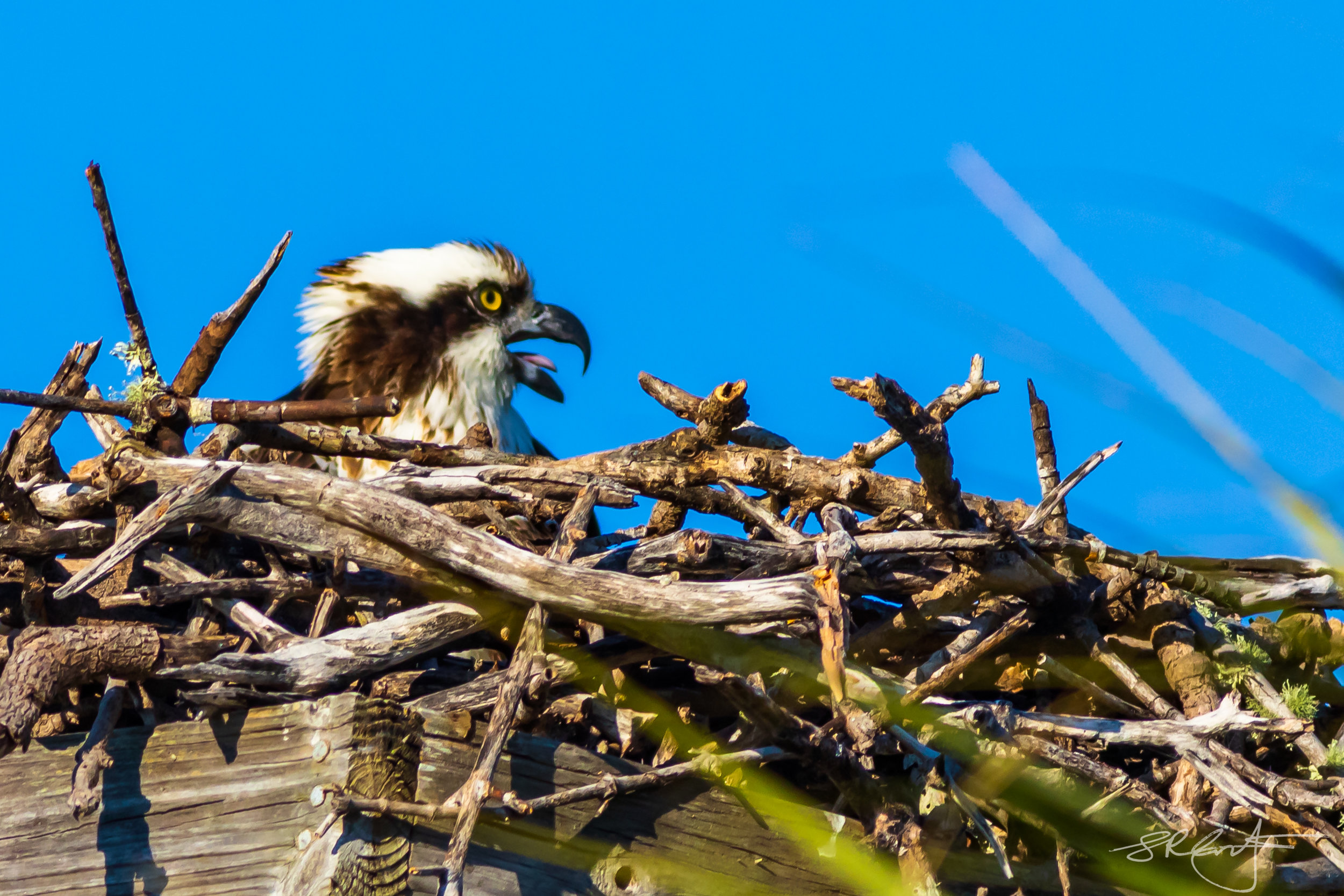 Osprey on her nest. 