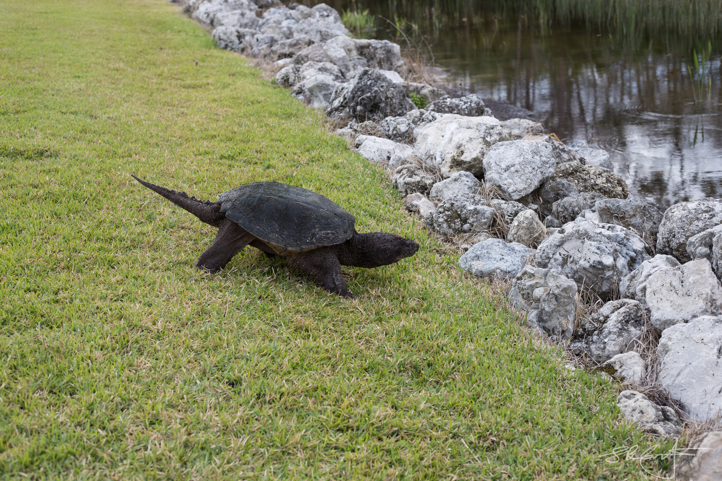 2016 02 Snapping Turtle-0092.jpg