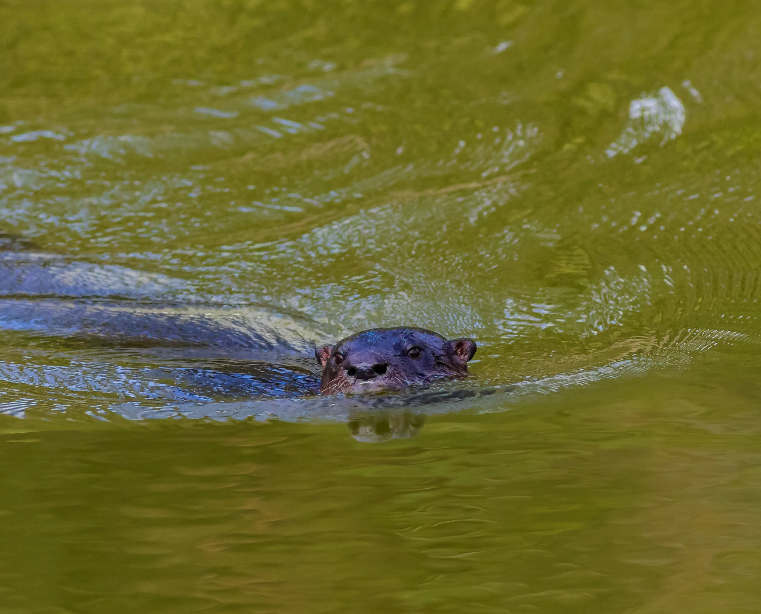 2019 02 24 Otters and Friends-12707.jpg