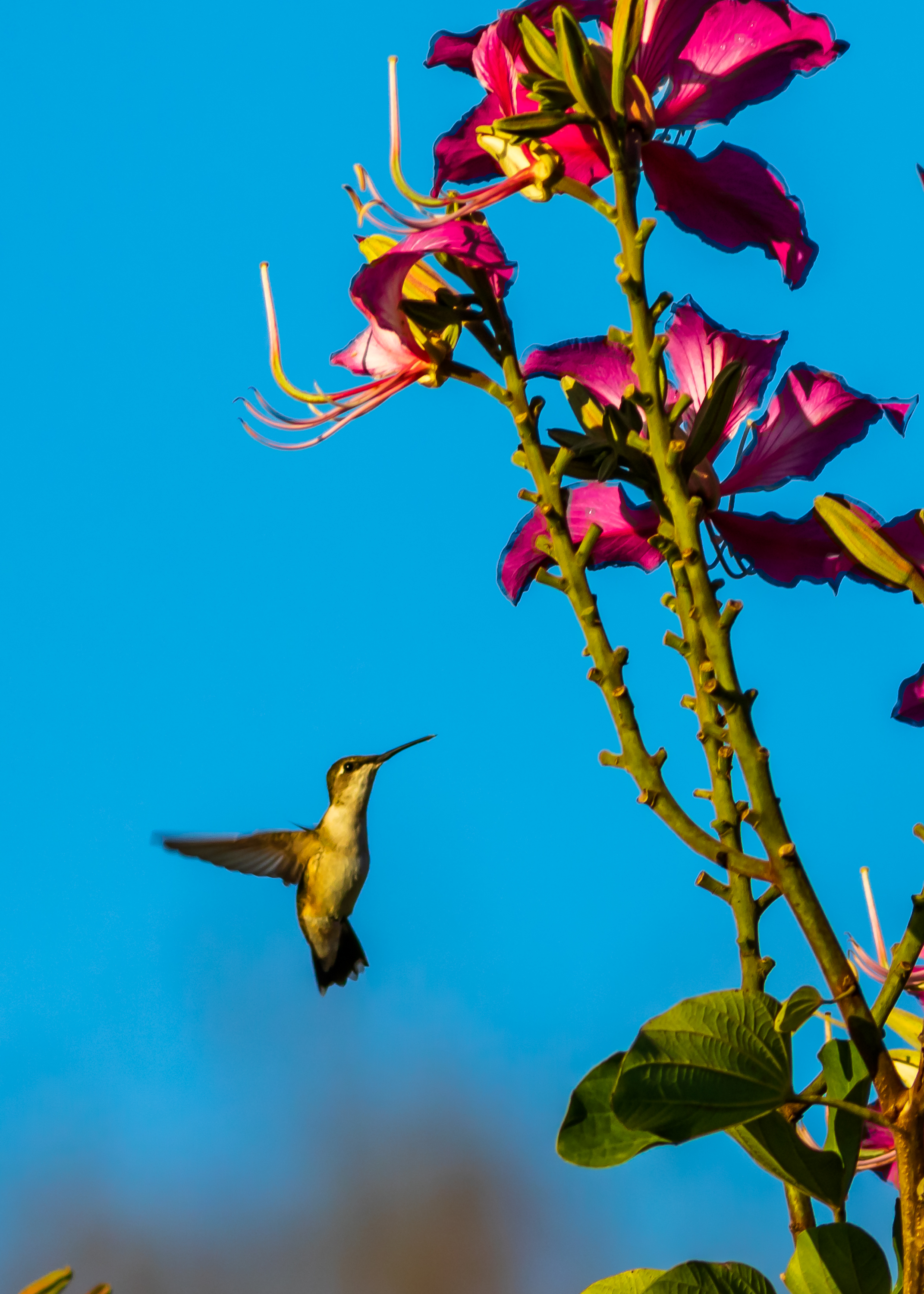 Hummingbird at the Hong Kong Orchid Tree