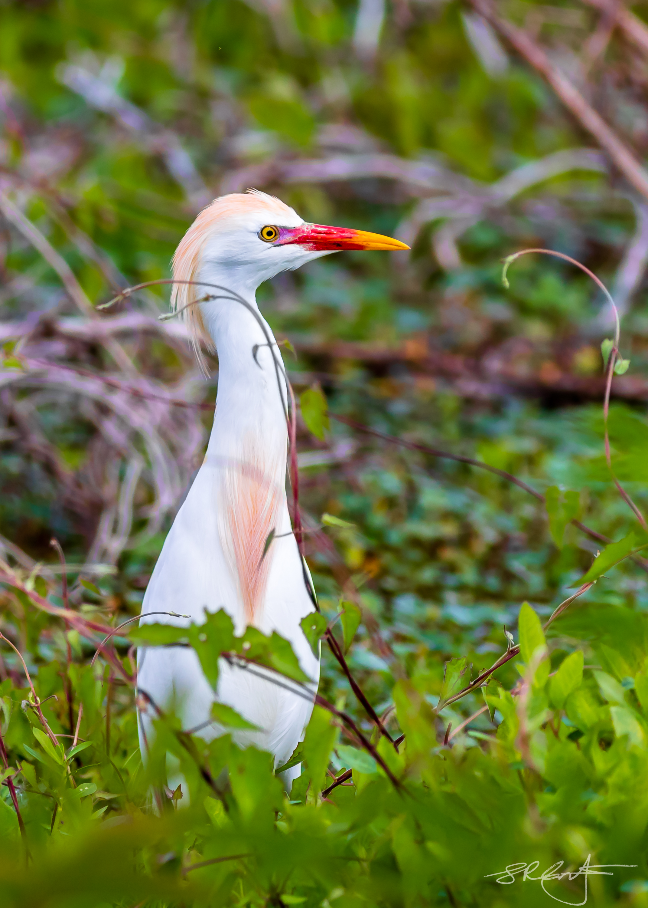 Cattle Egret Breeding Colors