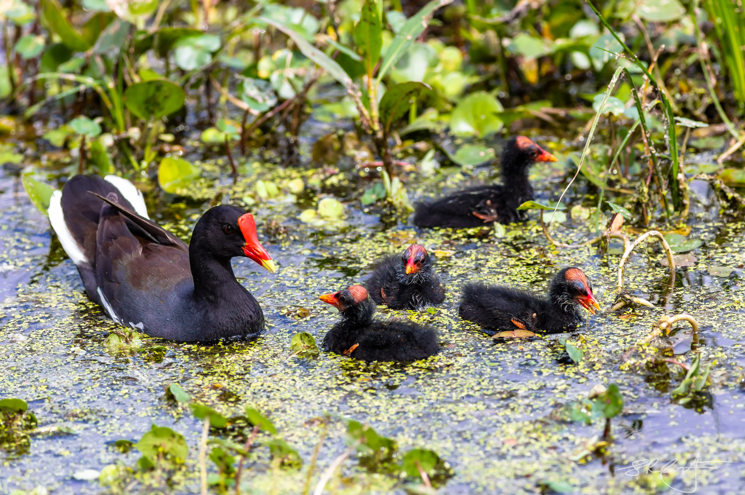 Common Gallinule with four chicks