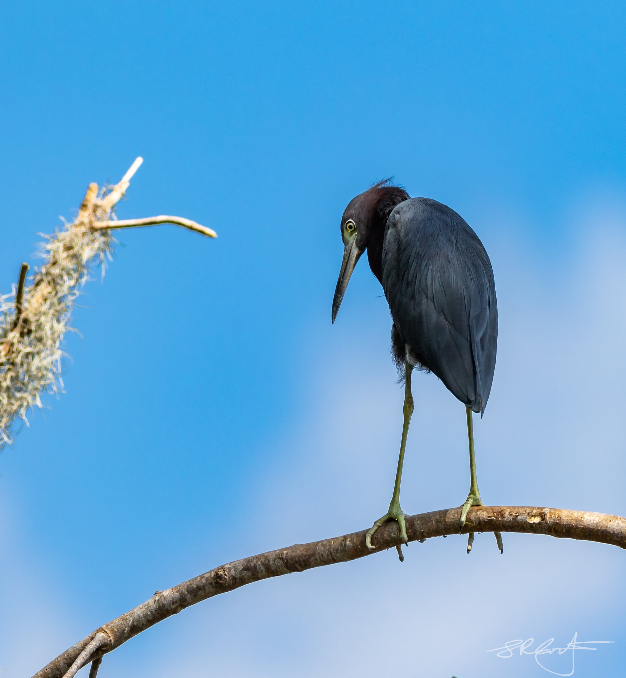 Little Blue Heron