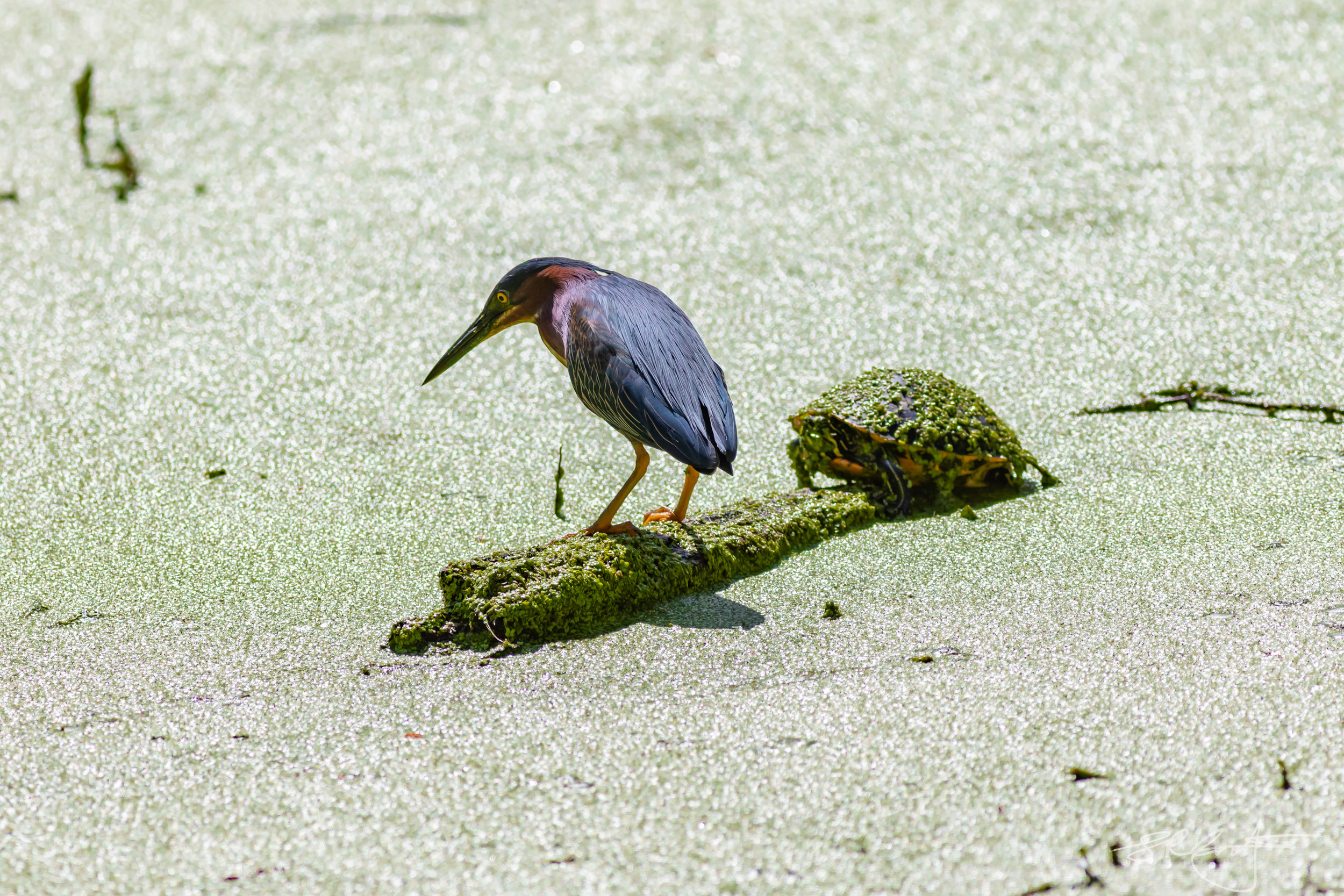 Green Heron