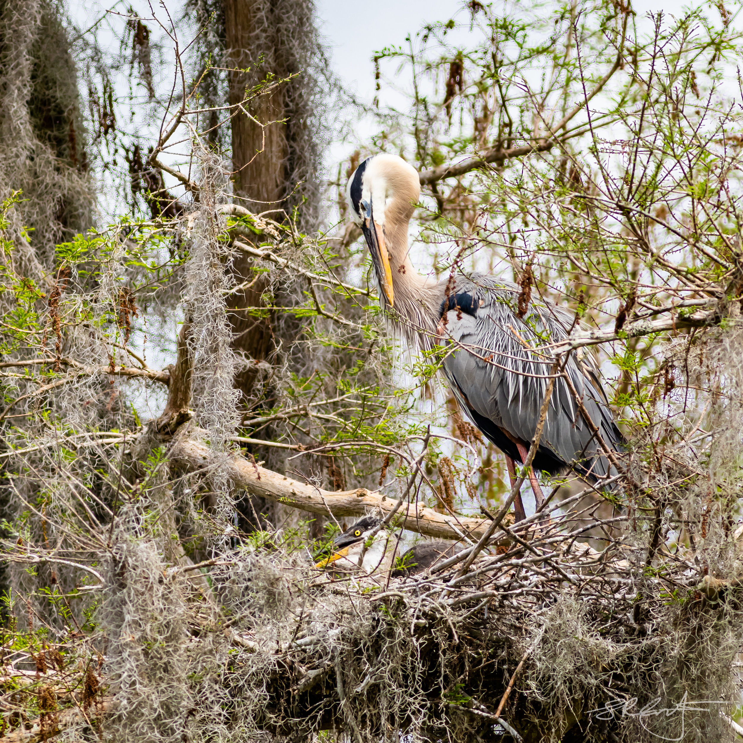 Great Blue Heron with Chick