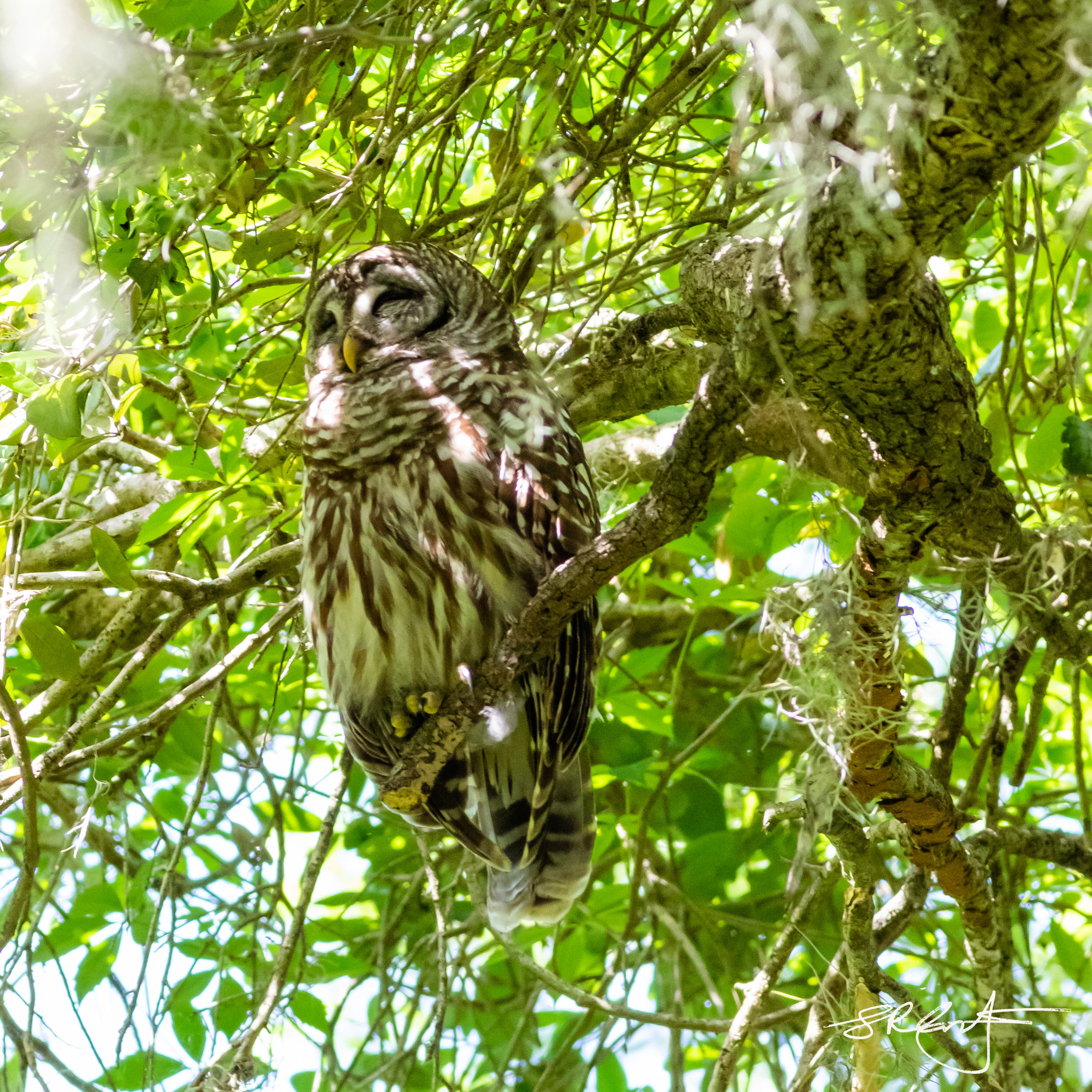 Barred Owl