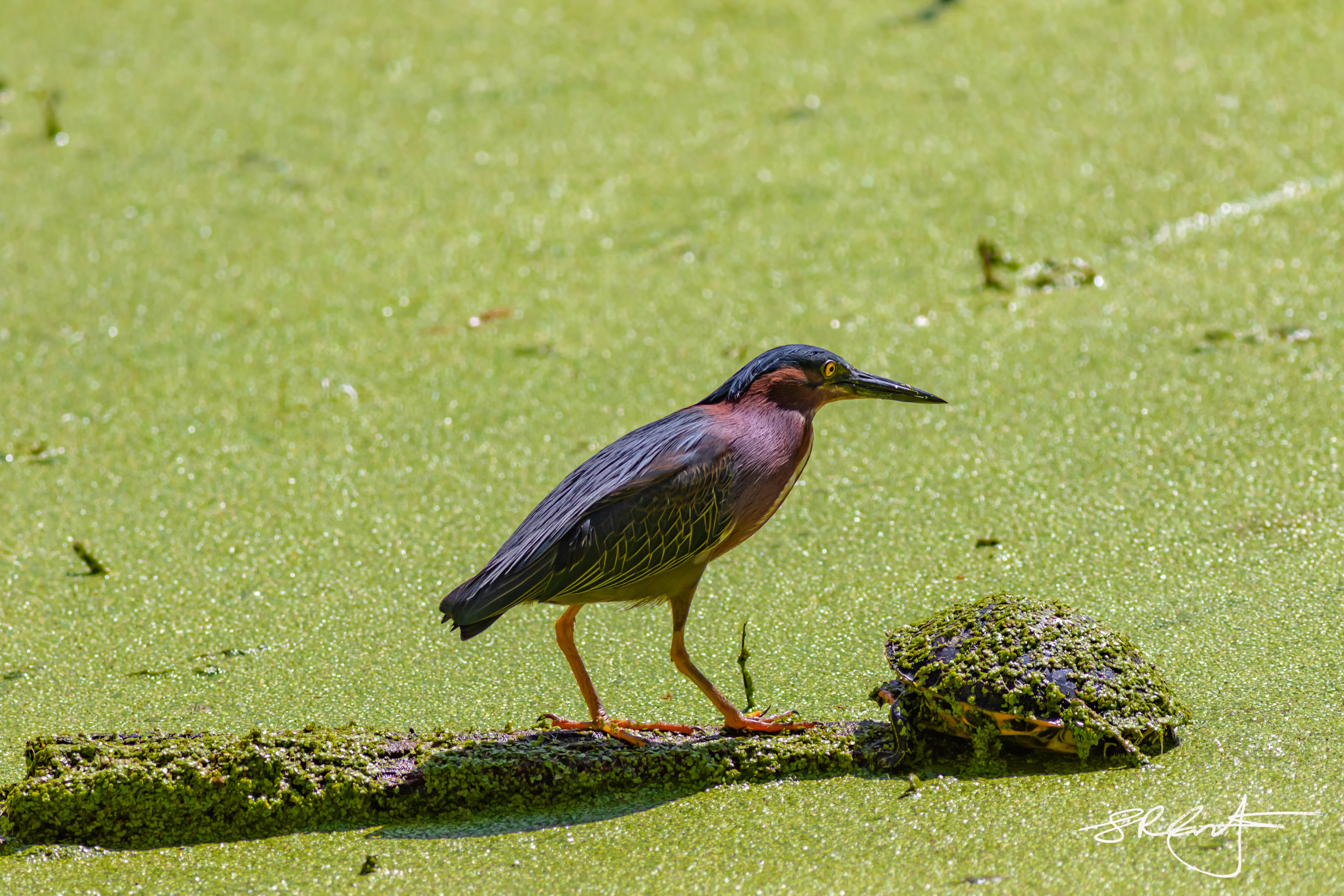 Green Heron, and camouflaged Slider.