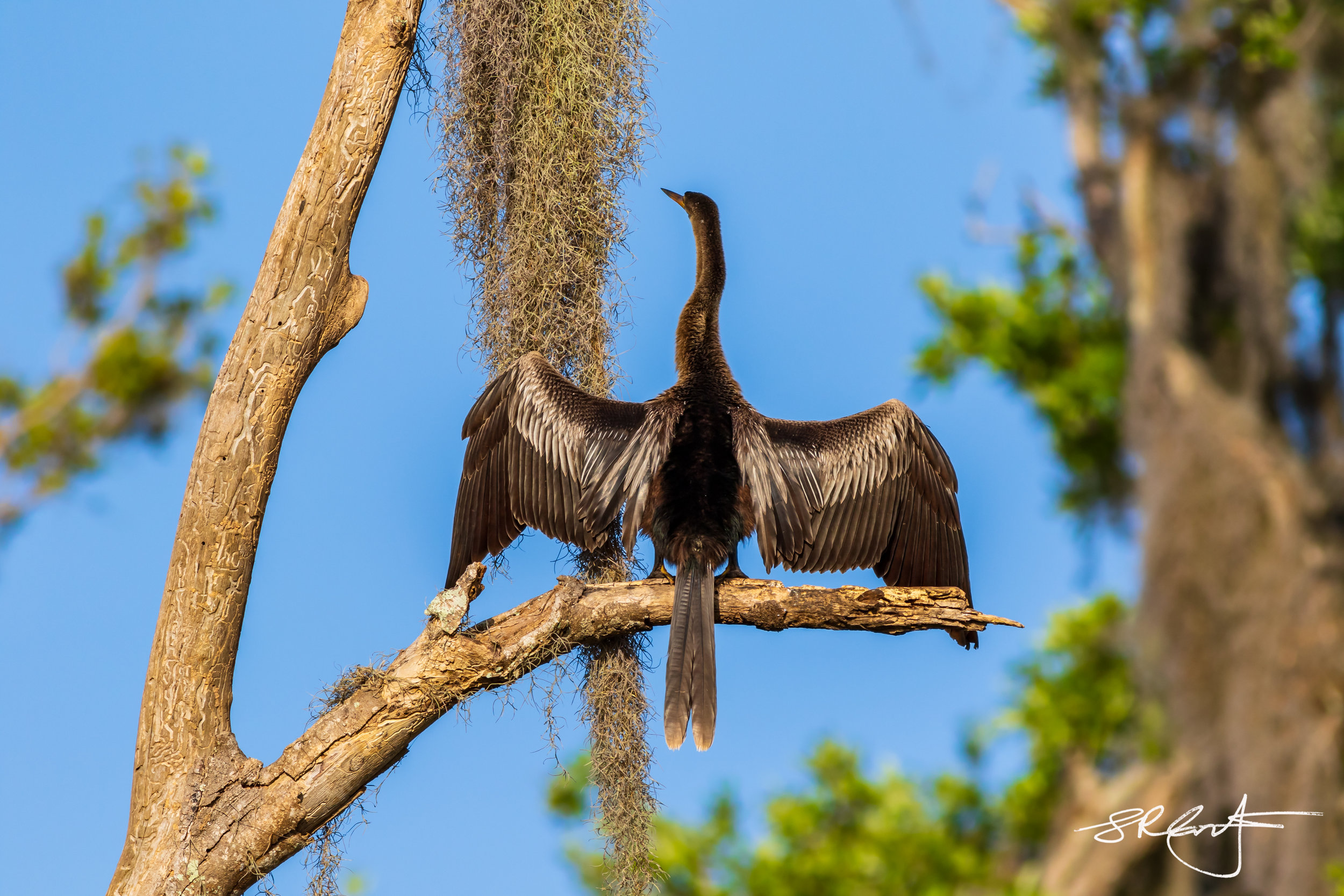 Anhingha Male