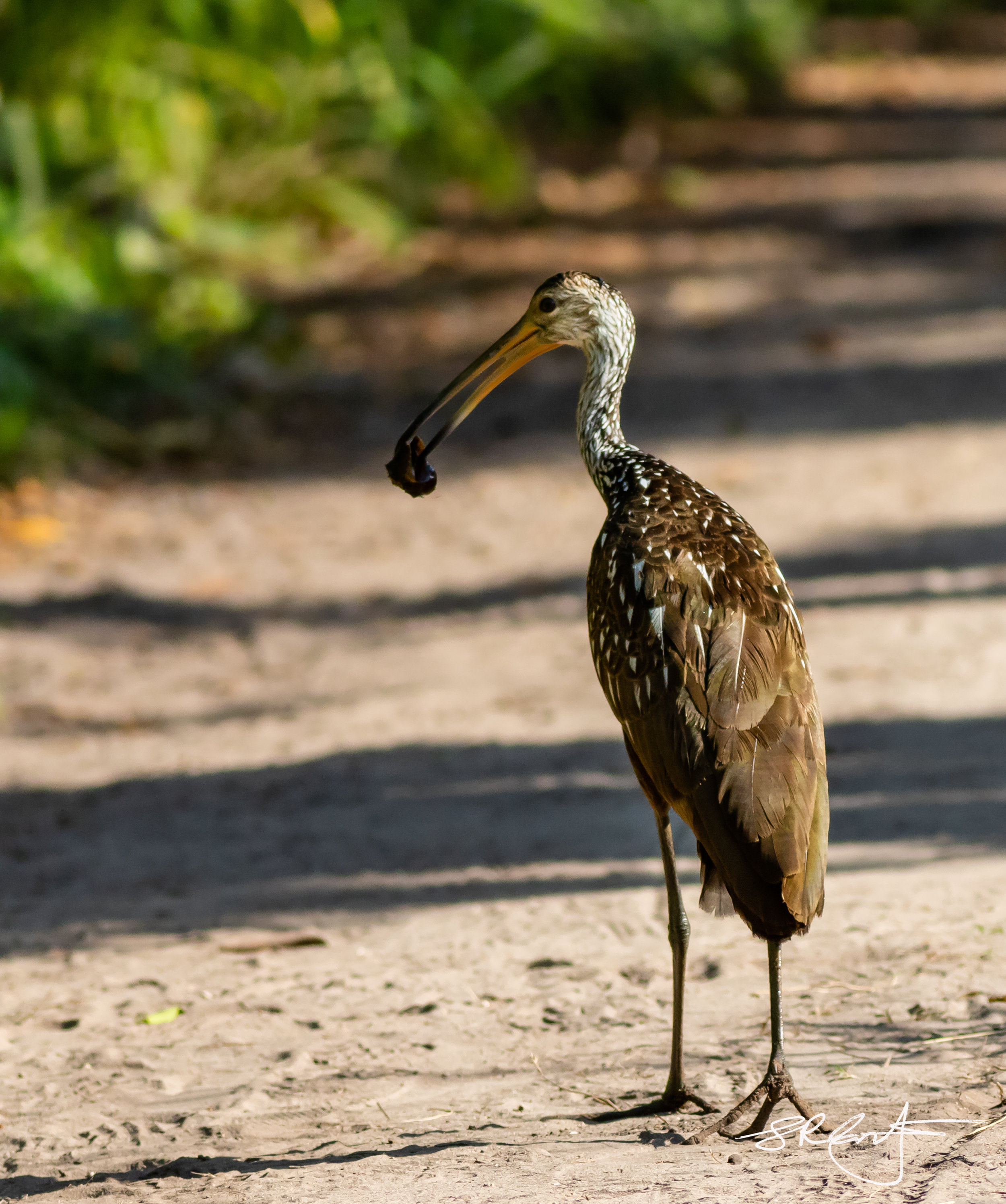 Limpkin with Snail