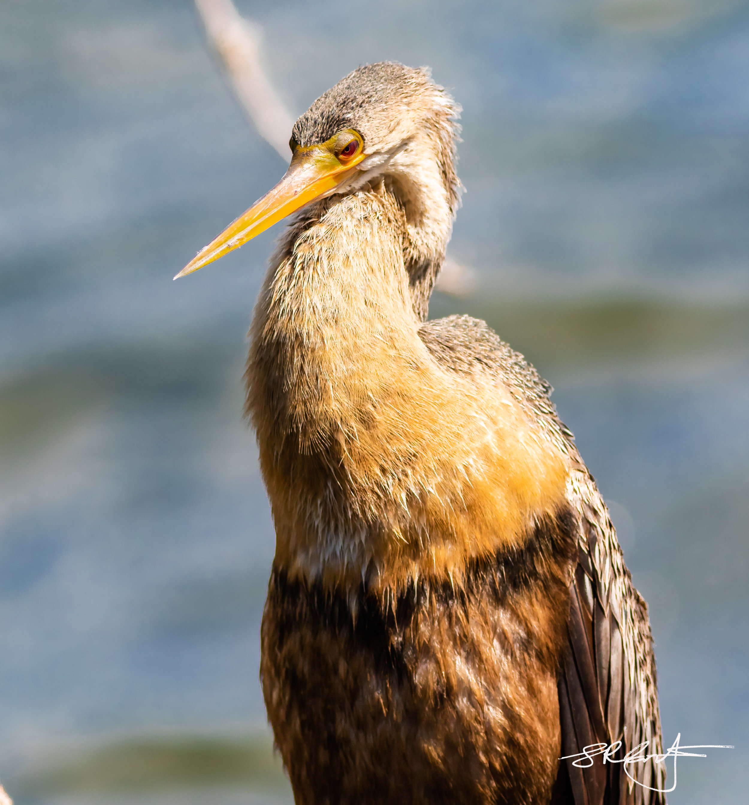 Female Anhingha