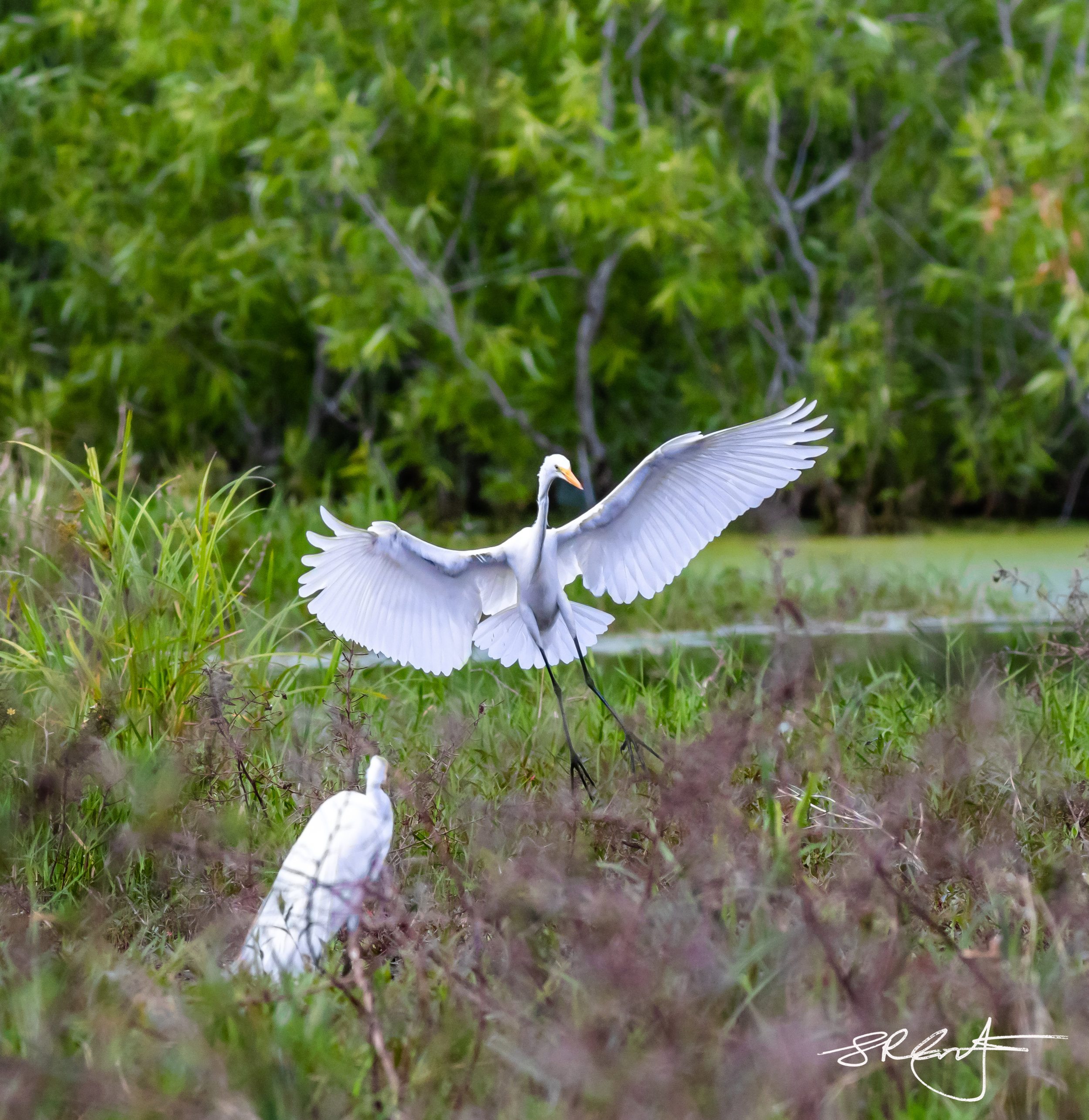 Great Egret Landing