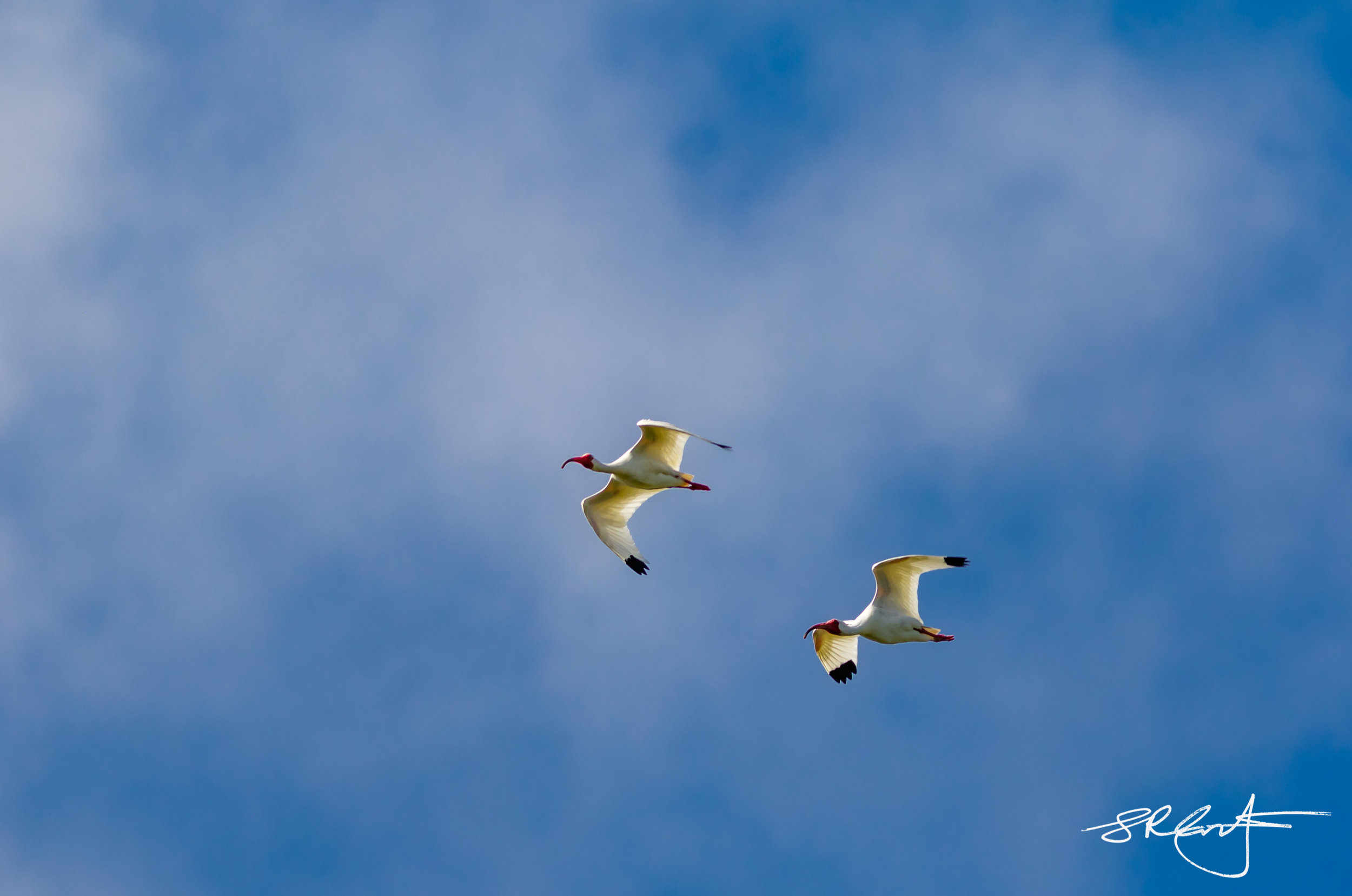 White Ibis Fly by.