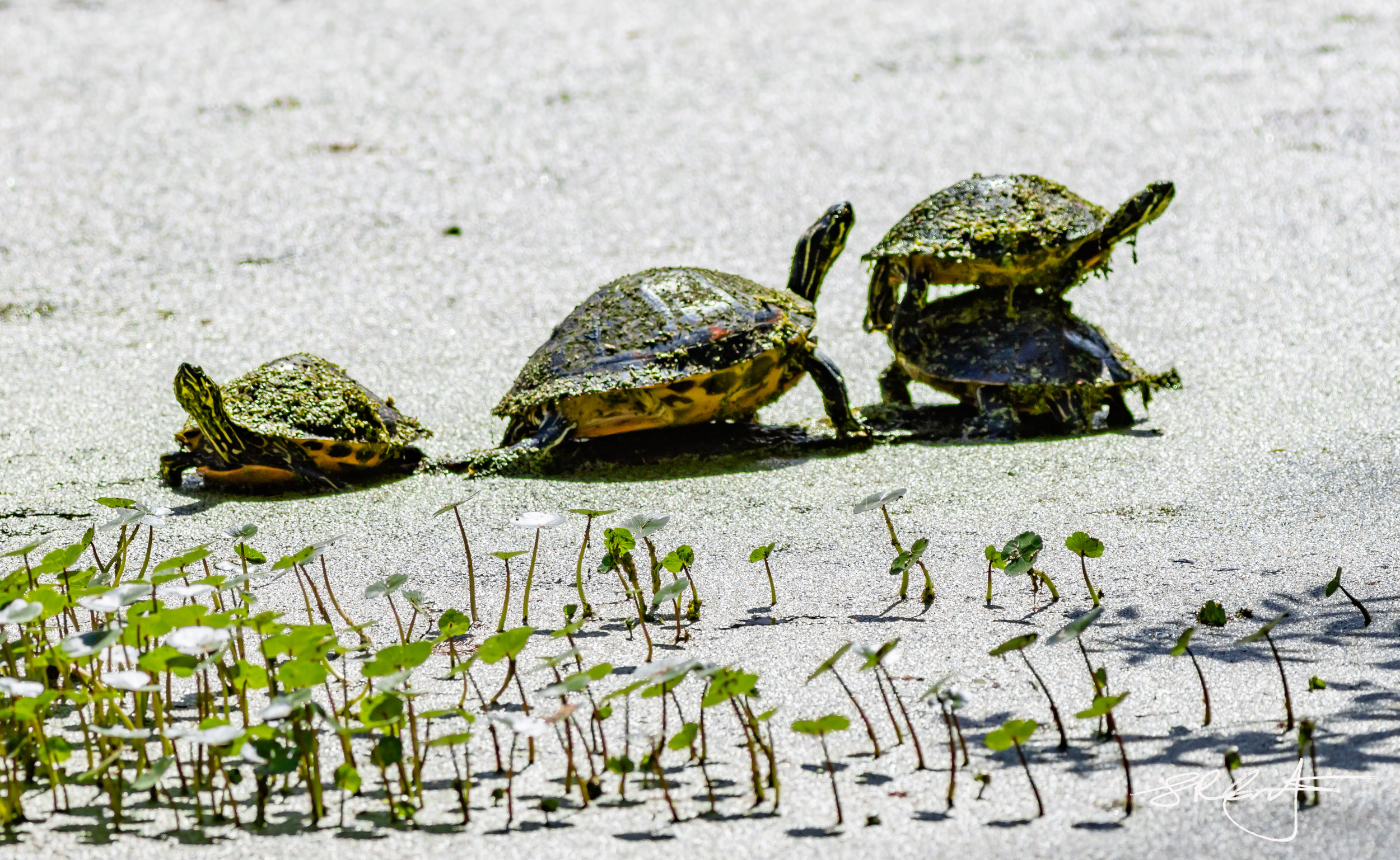 Turtle Porn