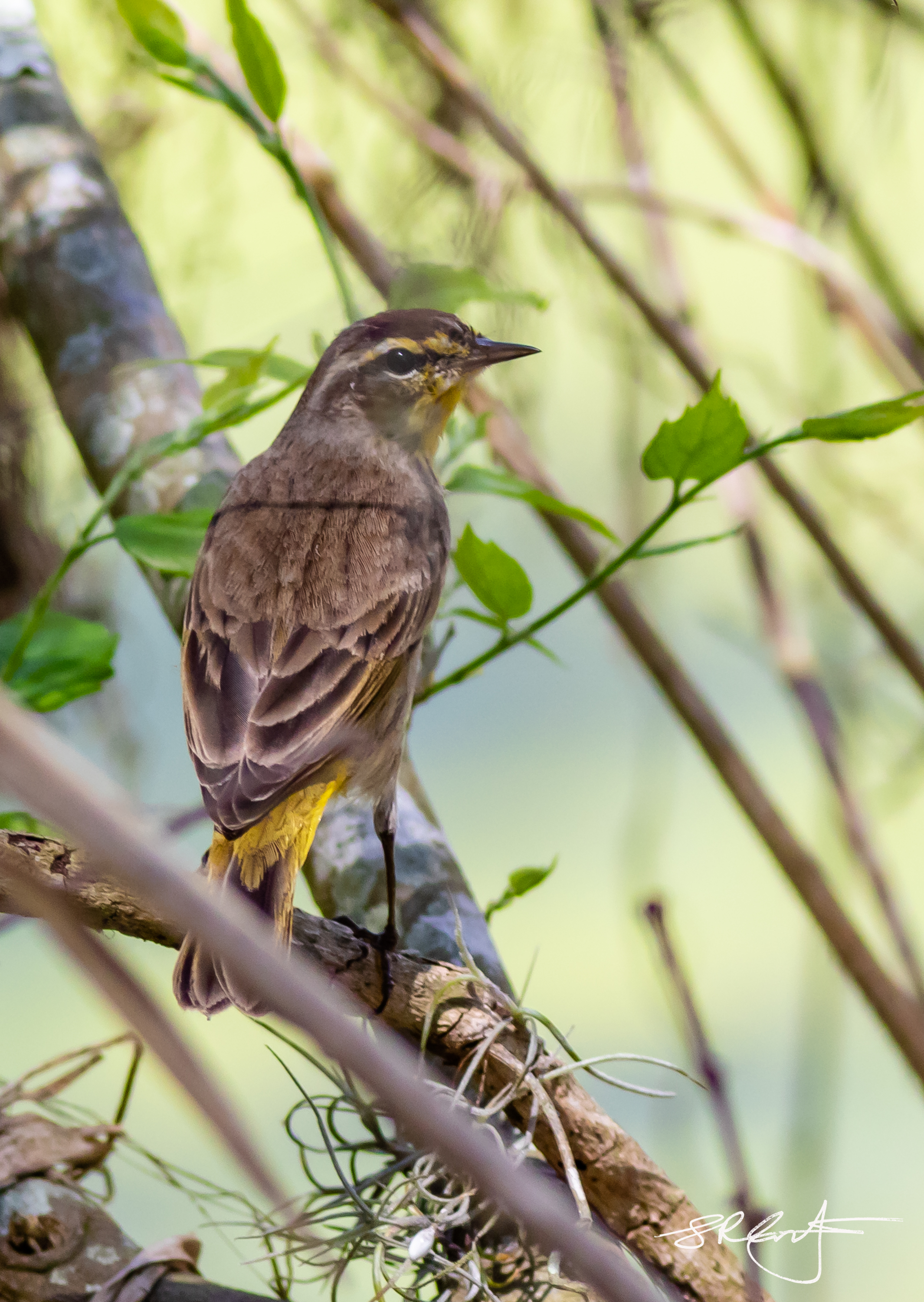 Palm Warbler