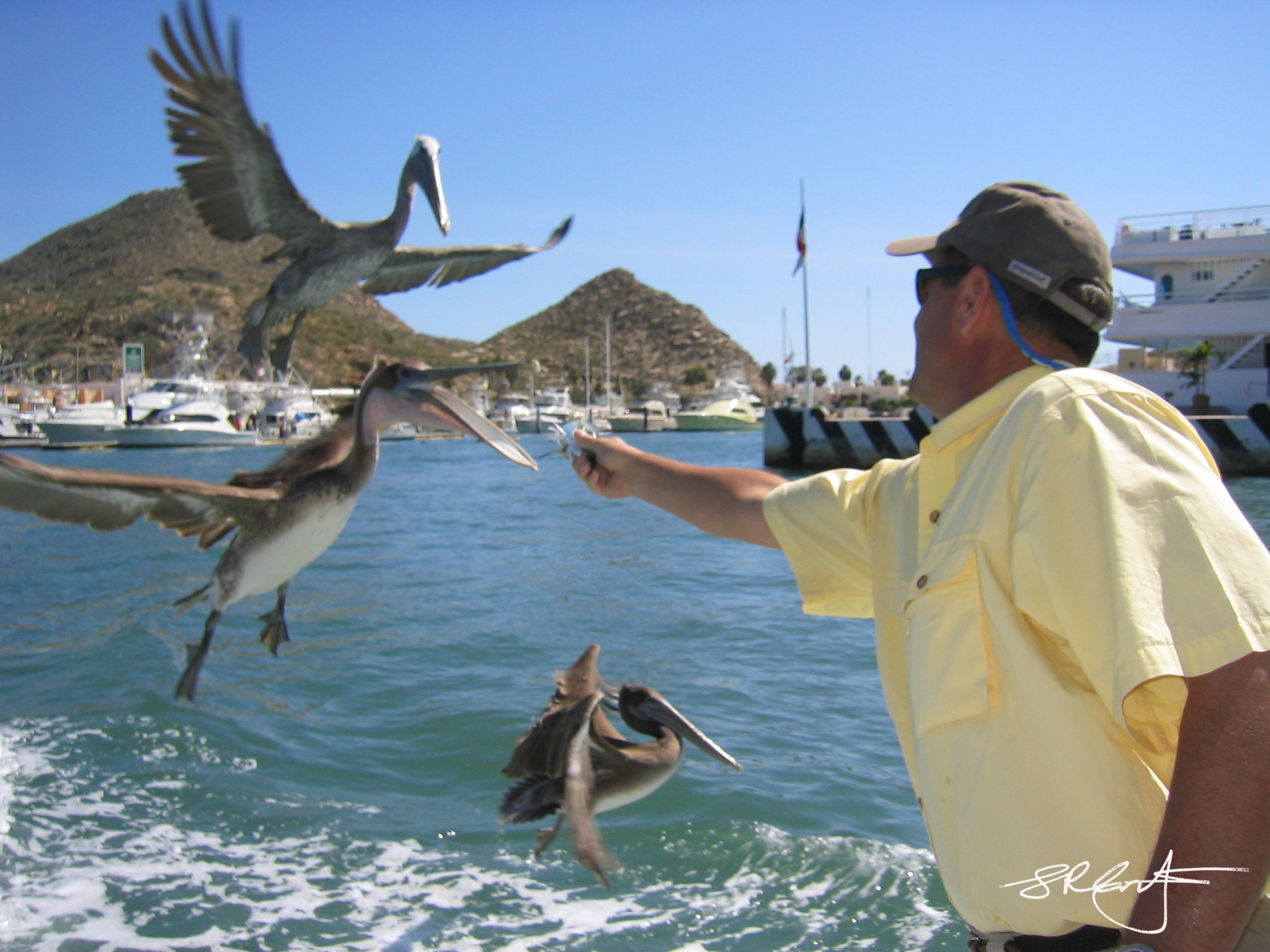 Lenardson feeds the Pelicans. Cabo San Lucas