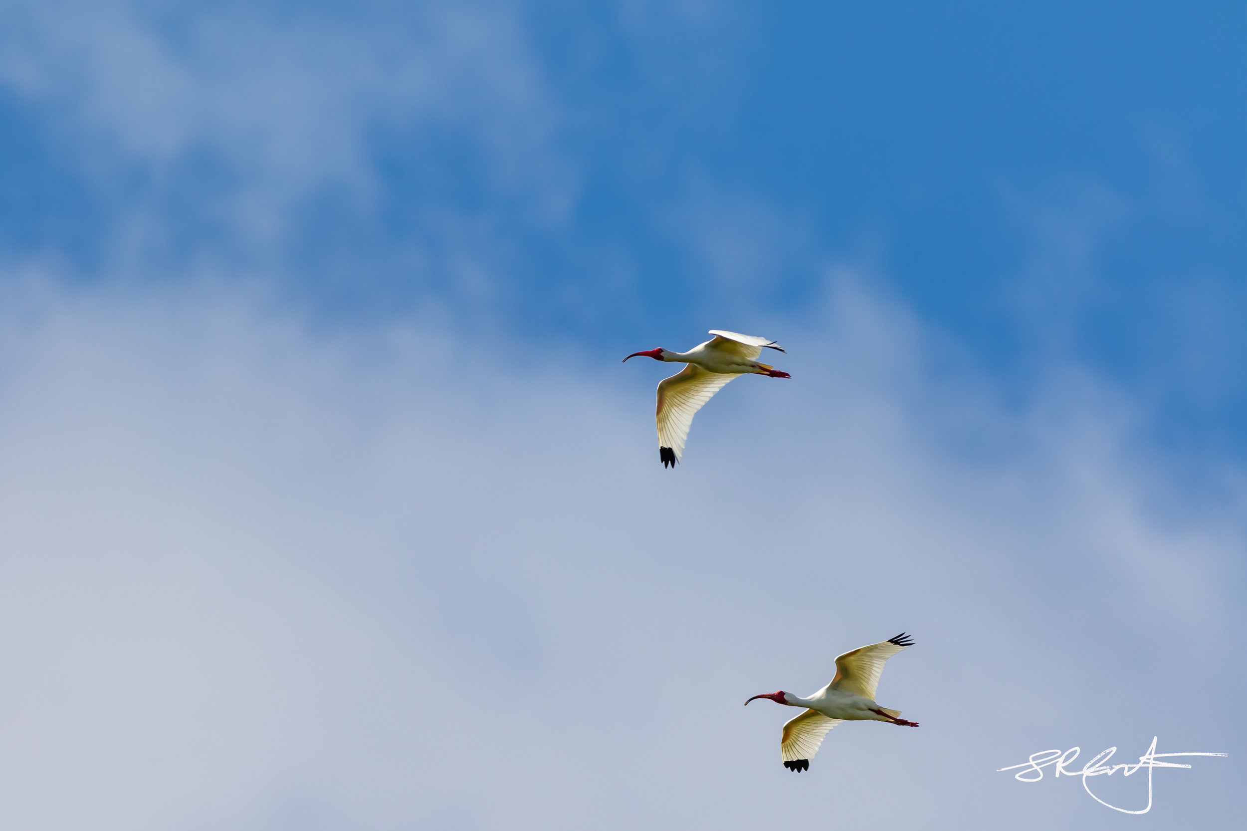 White Ibis flying over