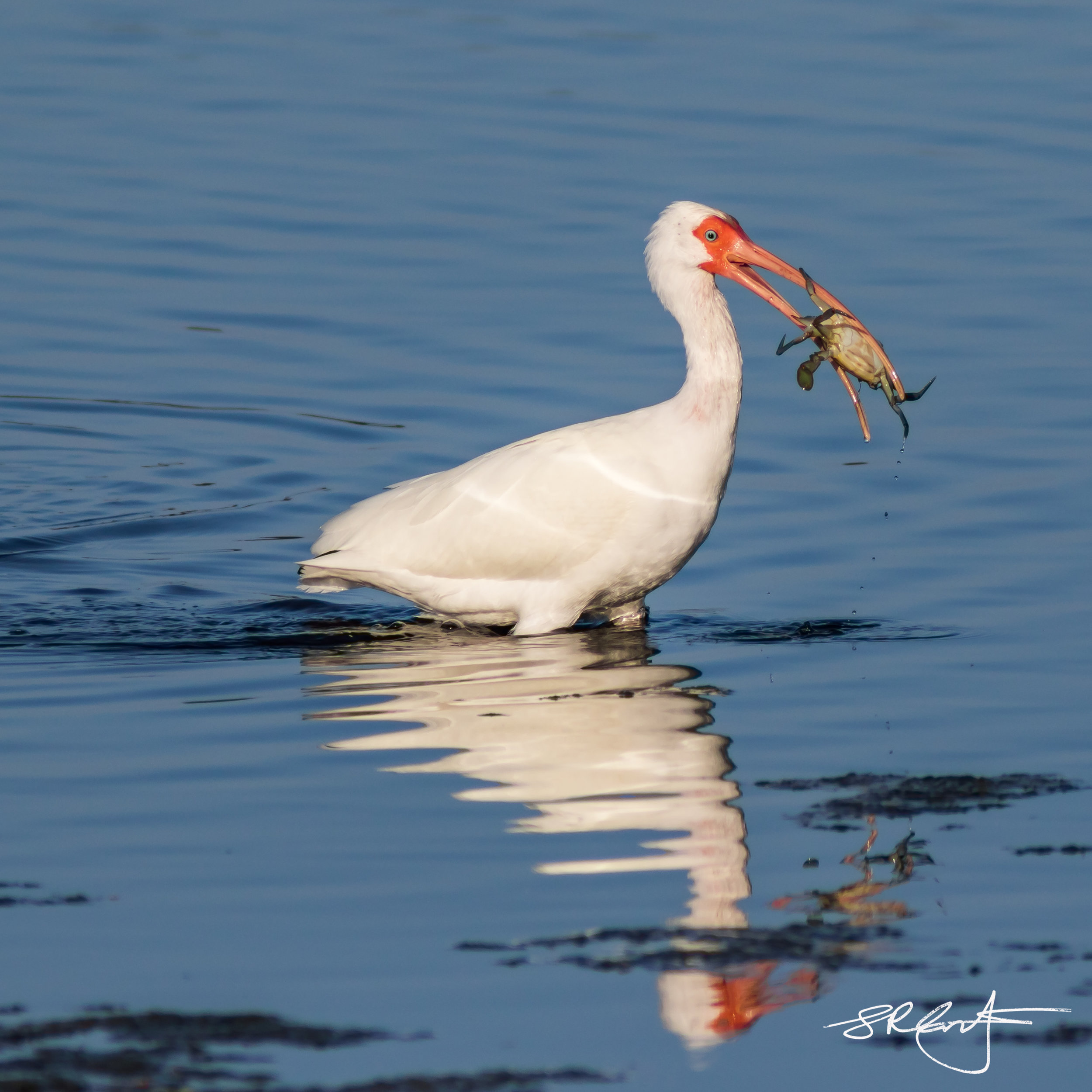 White Ibis with Crab