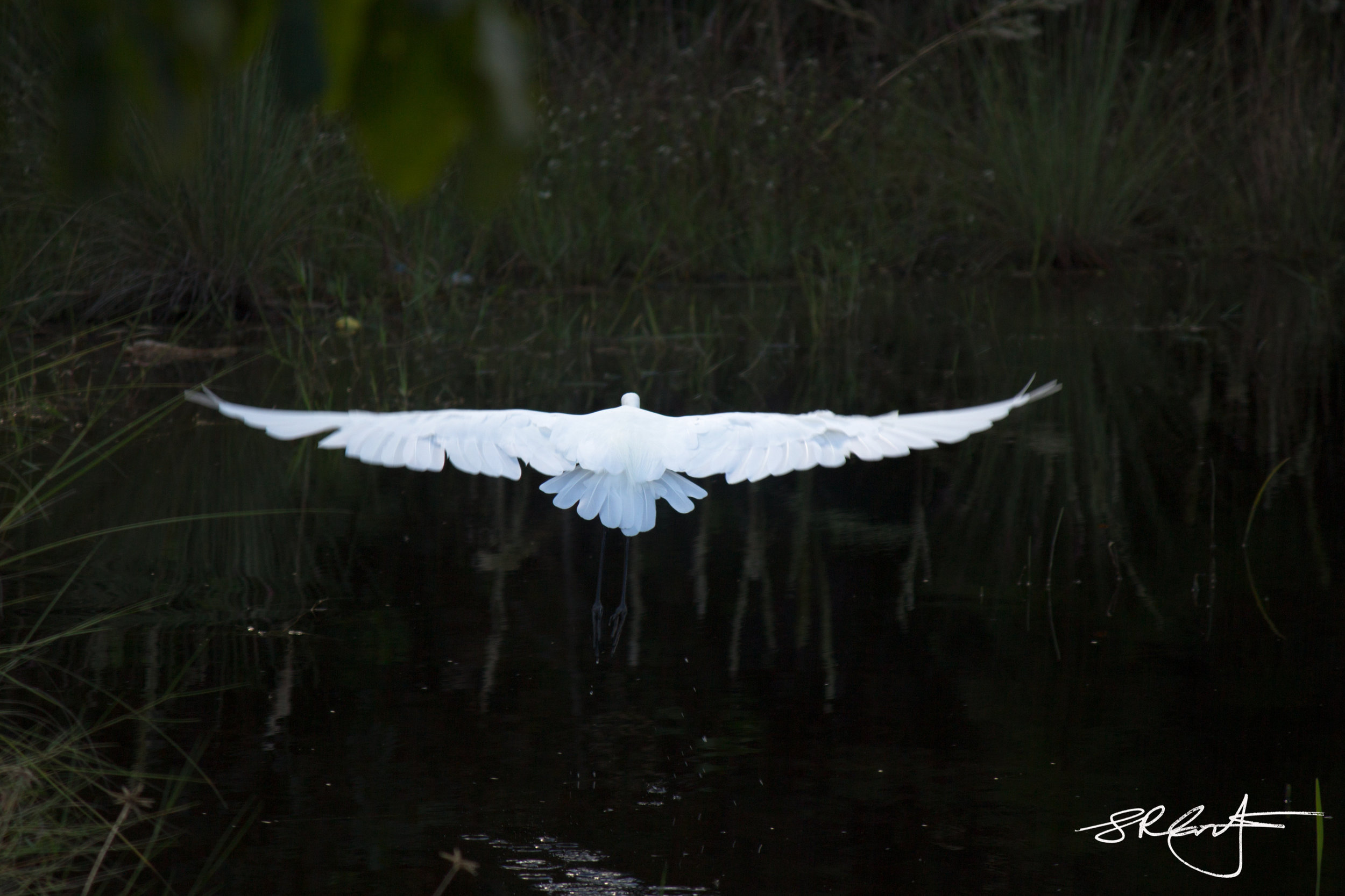 Great Egret Landing in my pond