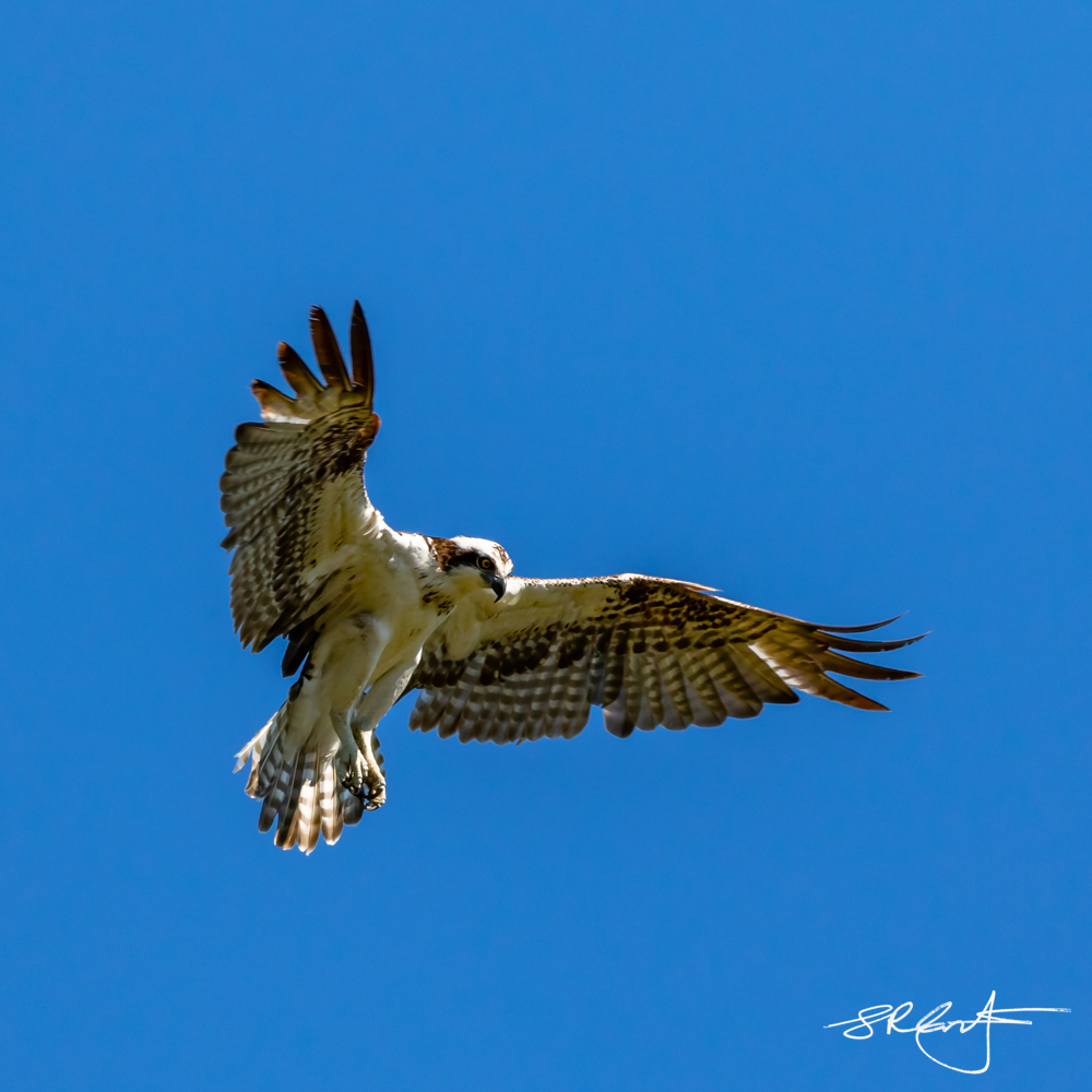 Osprey. Hover Mode