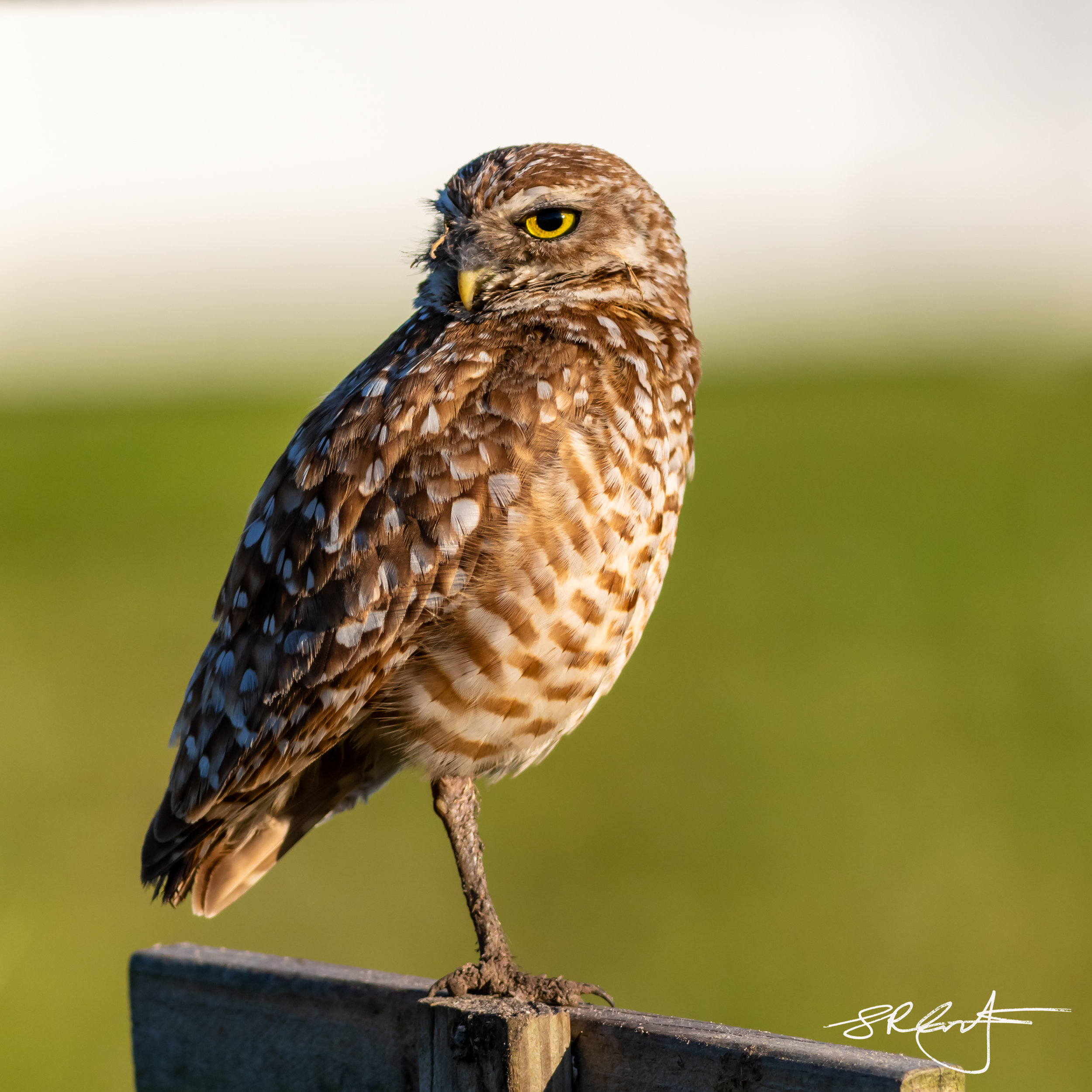 2019 05 18 Marco Burrowing Owls-14782.jpg