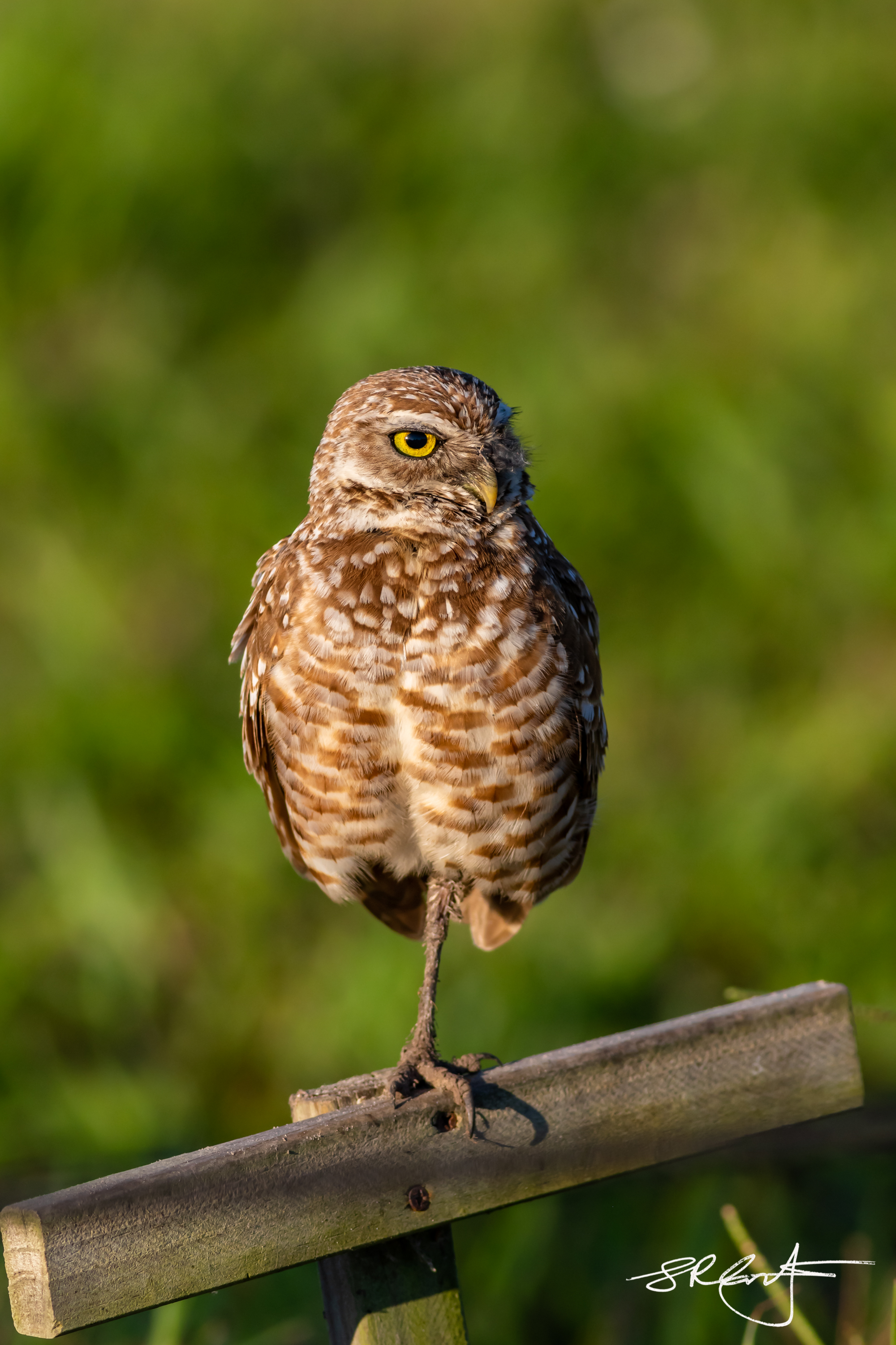 2019 05 18 Marco Burrowing Owls-14790.jpg