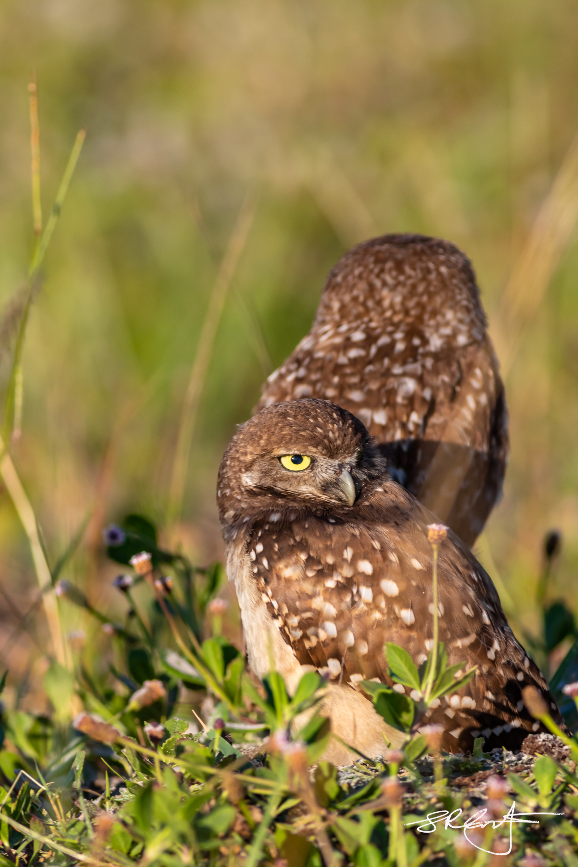 2019 05 18 Marco Burrowing Owls-14814.jpg