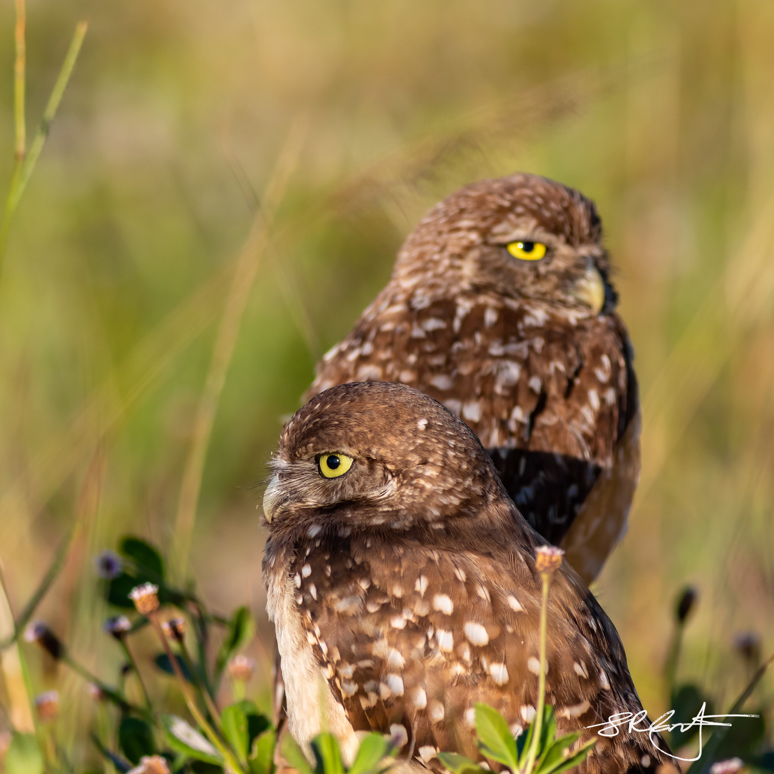 2019 05 18 Marco Burrowing Owls-14813.jpg