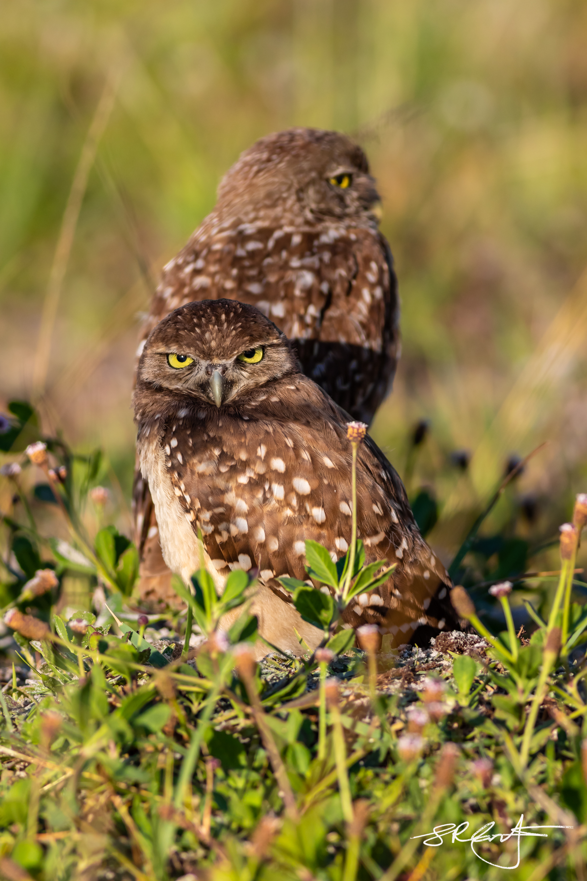 2019 05 18 Marco Burrowing Owls-14815.jpg