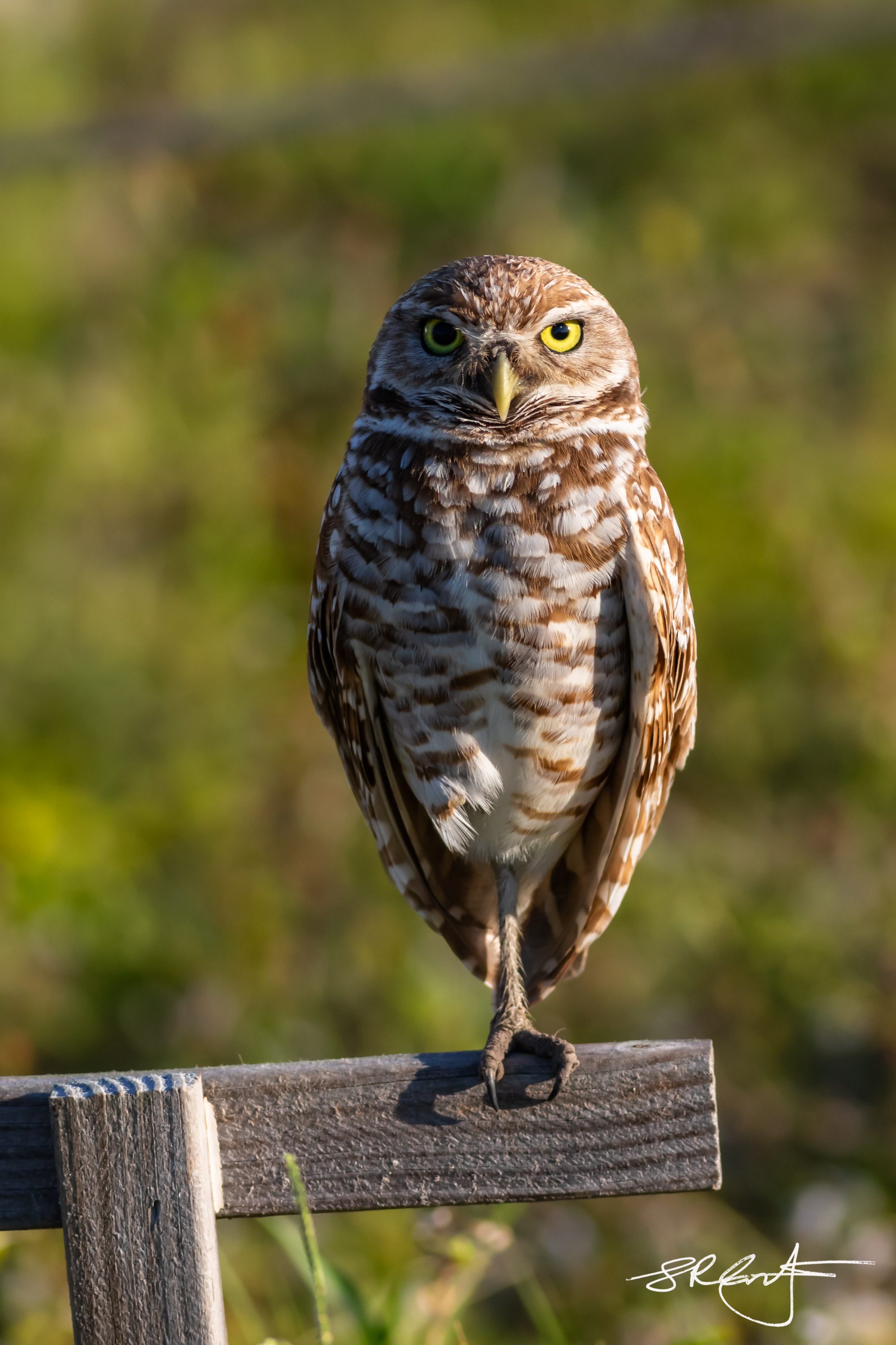 2019 05 18 Marco Burrowing Owls-14828.jpg