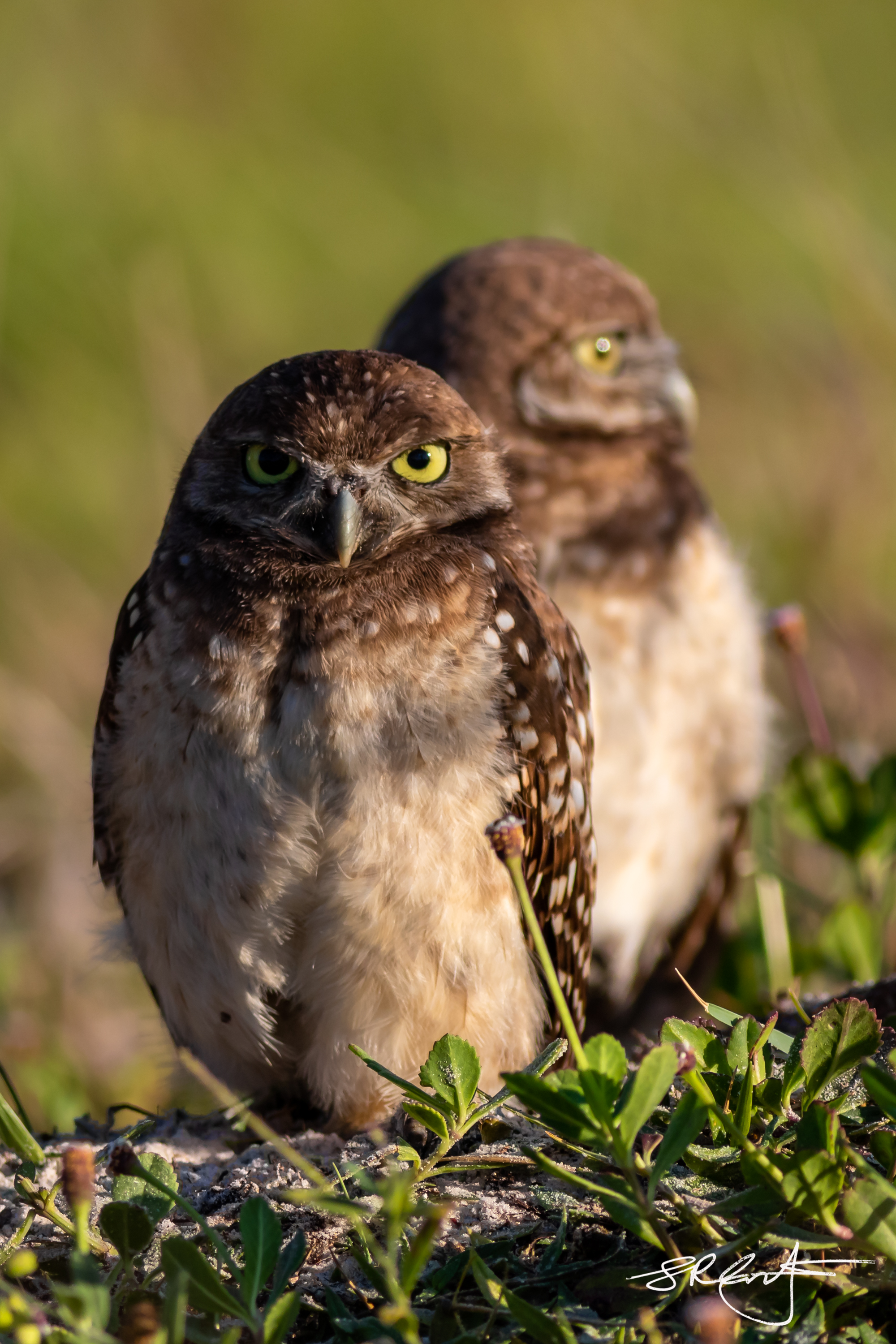 2019 05 18 Marco Burrowing Owls-14836.jpg