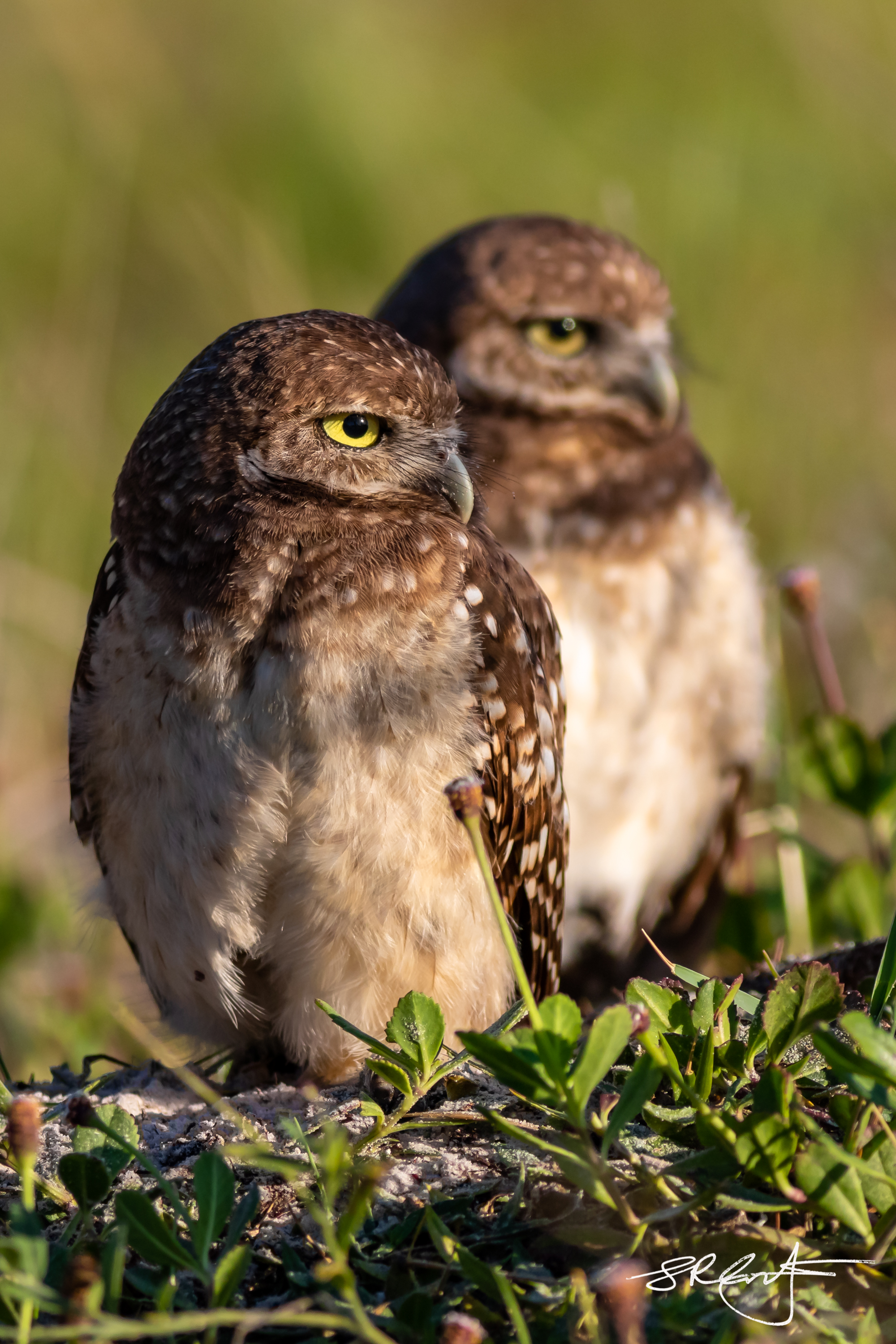 2019 05 18 Marco Burrowing Owls-14839.jpg