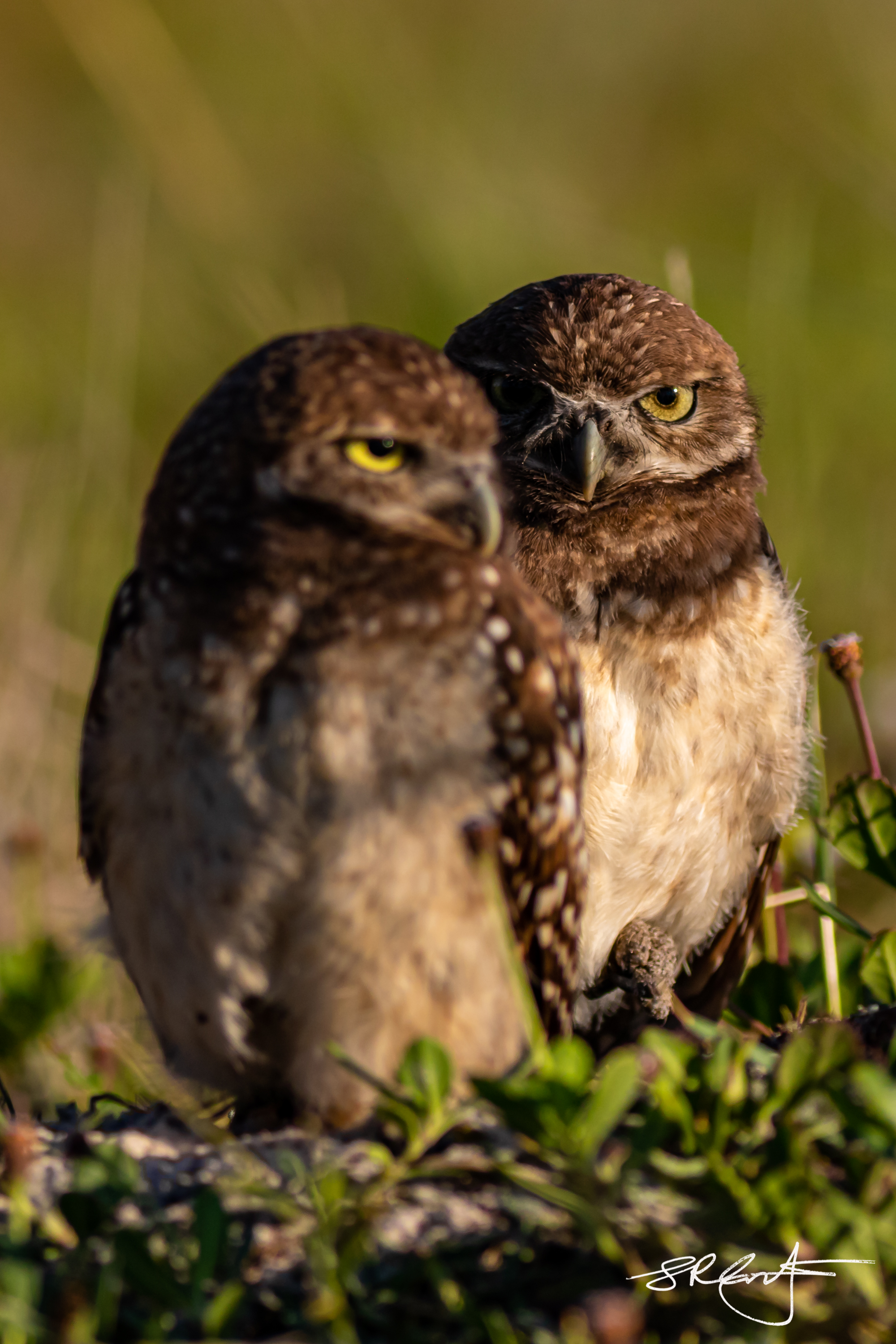 2019 05 18 Marco Burrowing Owls-14847.jpg