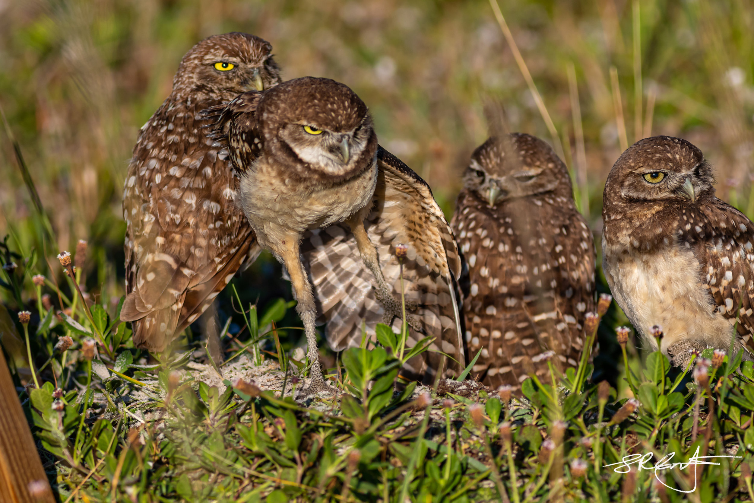 2019 05 18 Marco Burrowing Owls-14854.jpg