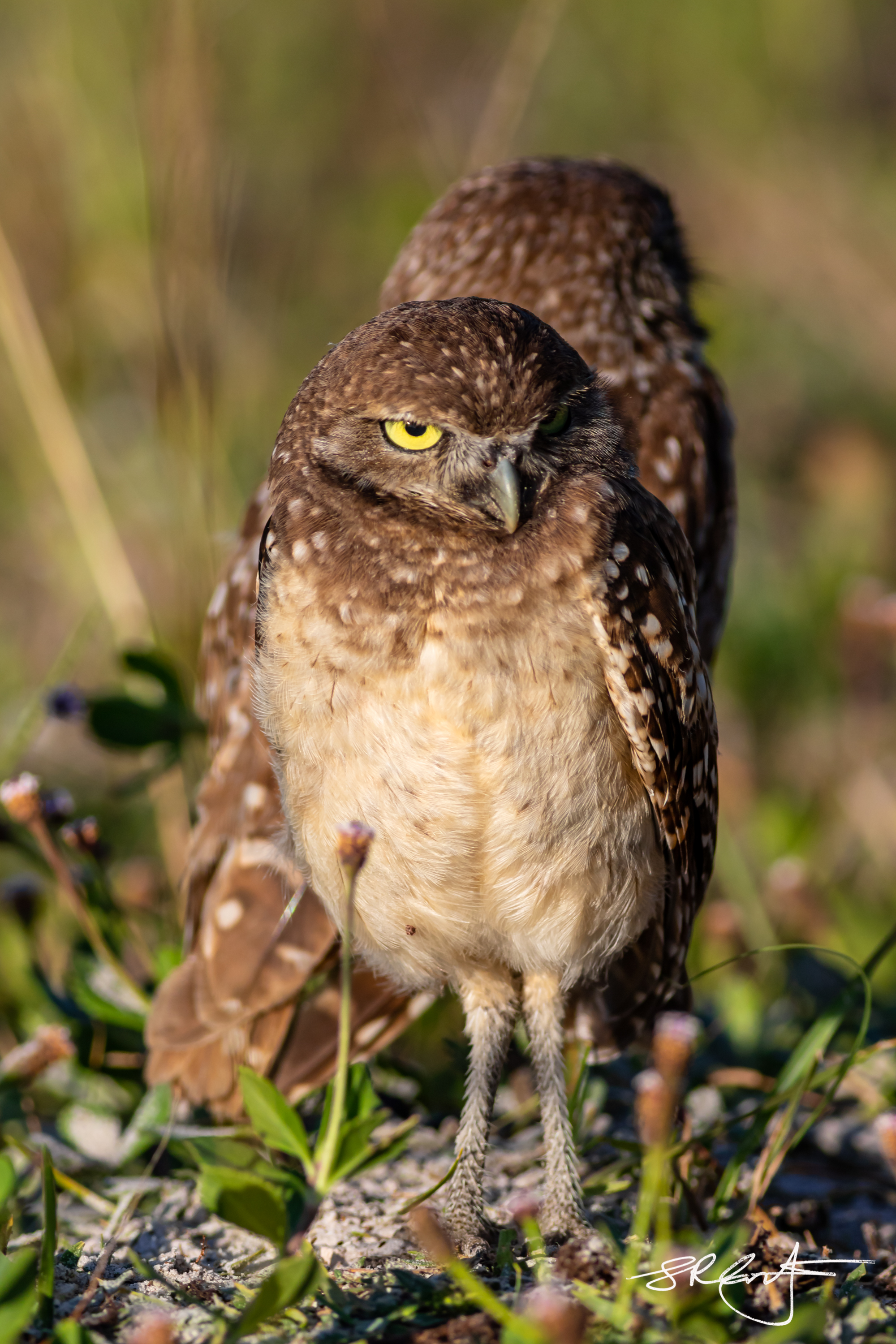 2019 05 18 Marco Burrowing Owls-14861.jpg